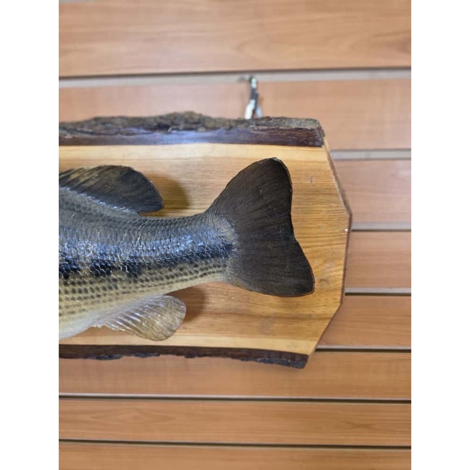 JTV229 - Real Skin Bass Fish Taxidermy Mount 20”