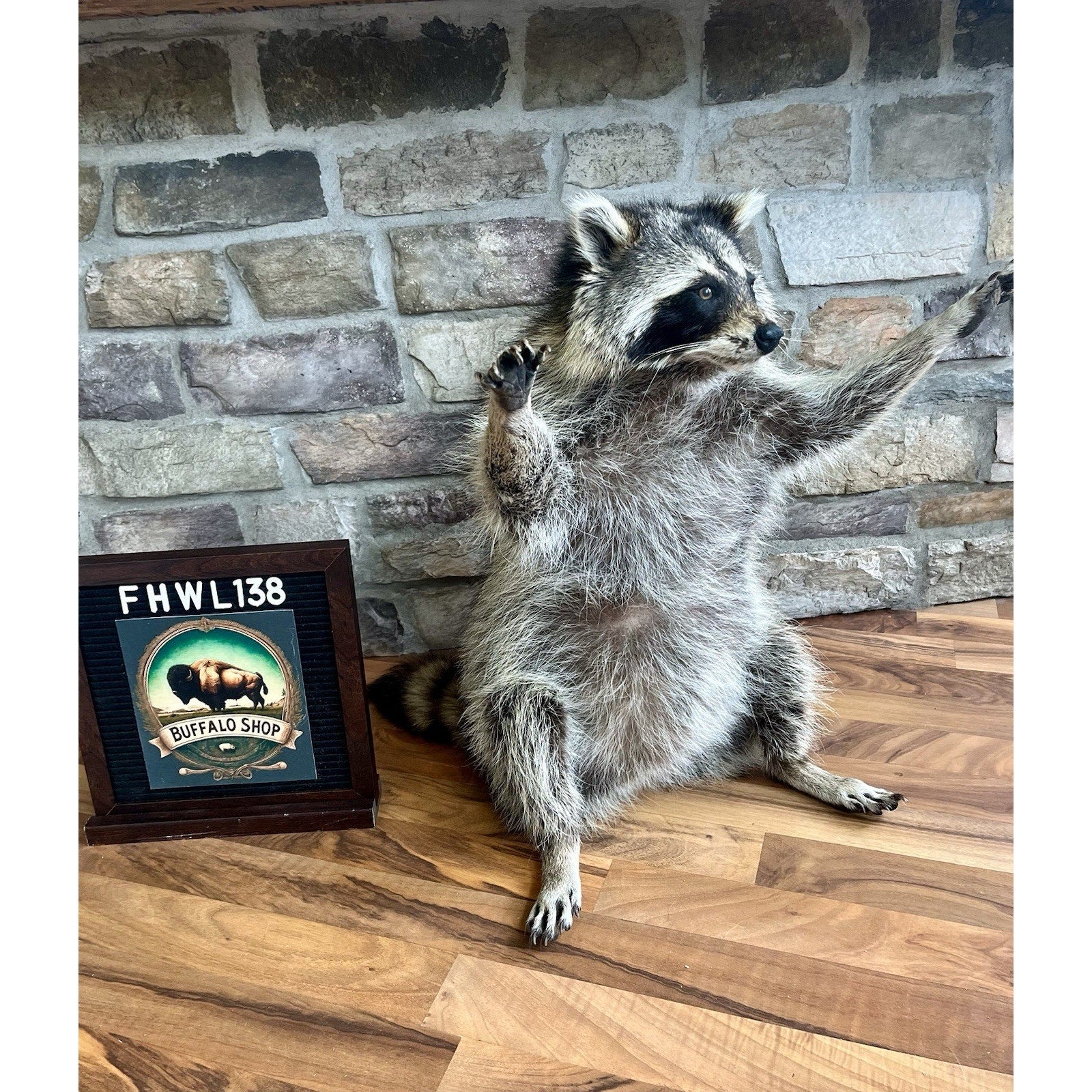 FHWL138 - Fat Raccoon Taxidermy Mount