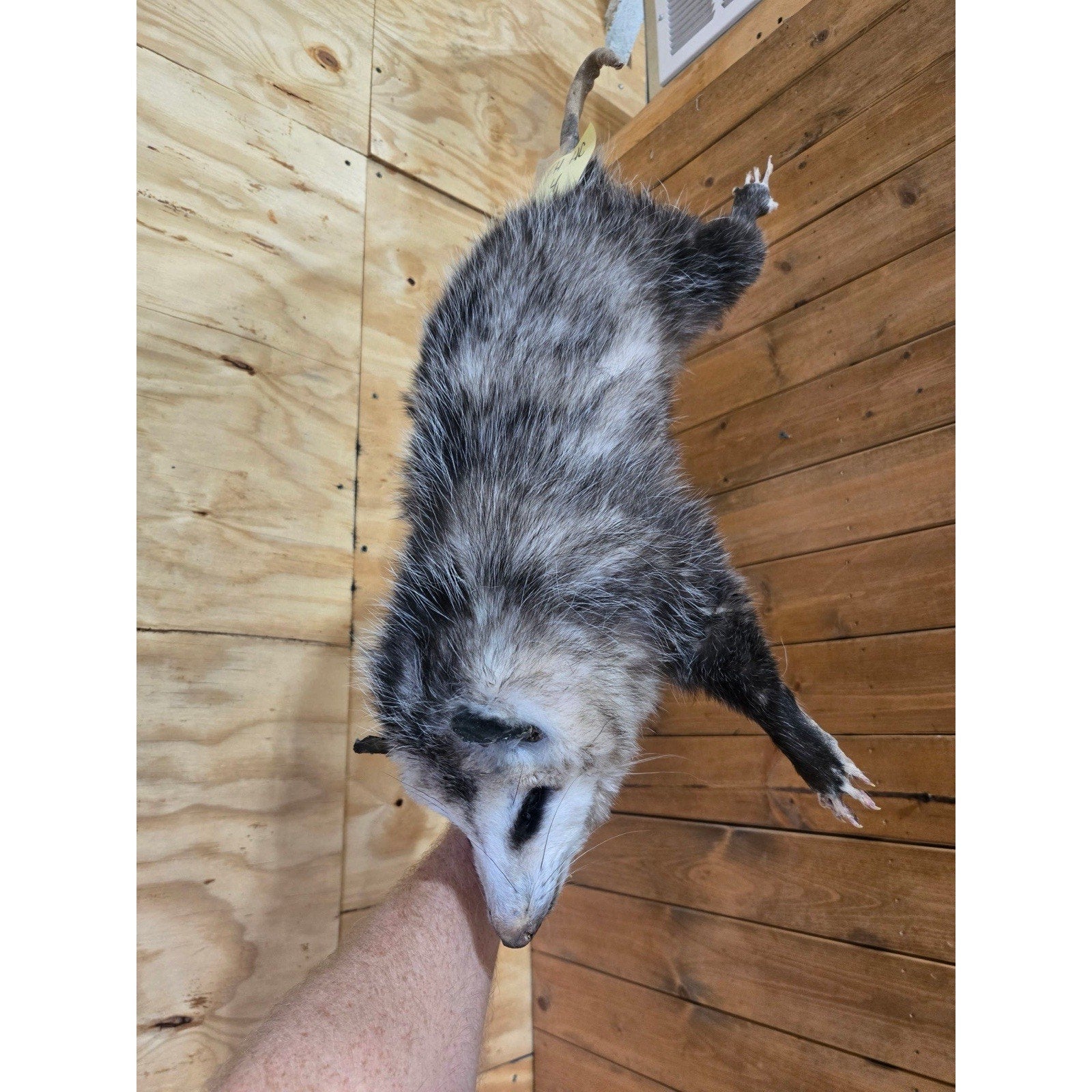 FHHCO4 - Hanging Opossum Full Body Taxidermy Mount