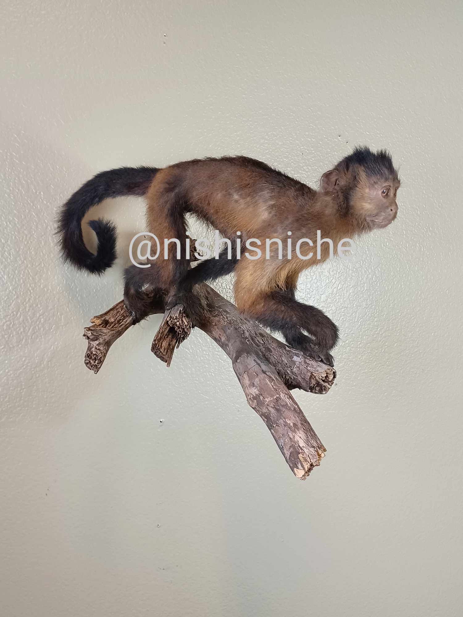 Brown capuchin monkey