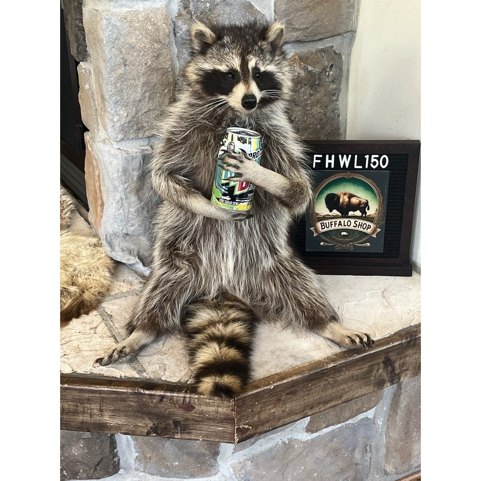 FHWL150- Fat Beautiful Raccoon Taxidermy Mount