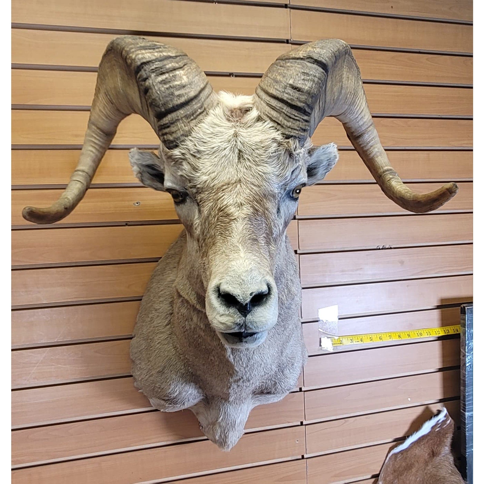 FHRAM301 - Bighorn Sheep Head – Taxidermy Mount