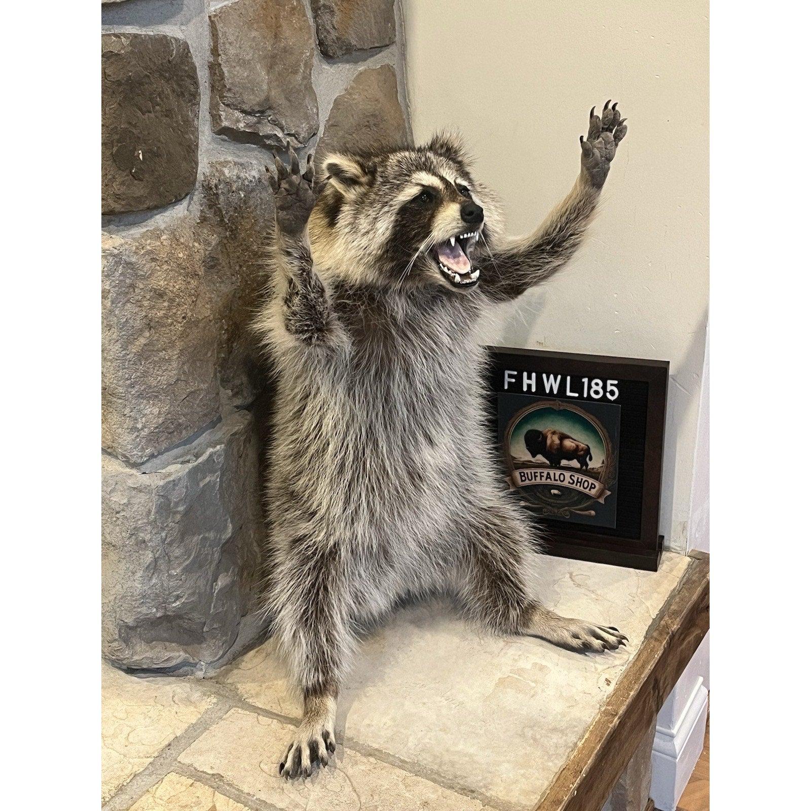 FHWL185 -premium Fat Raccoon Taxidermy Mount