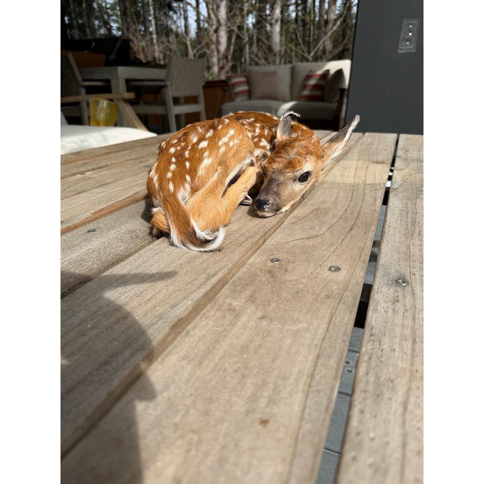 FHWAF4 - Fawn Lifesize Taxidermy Mount