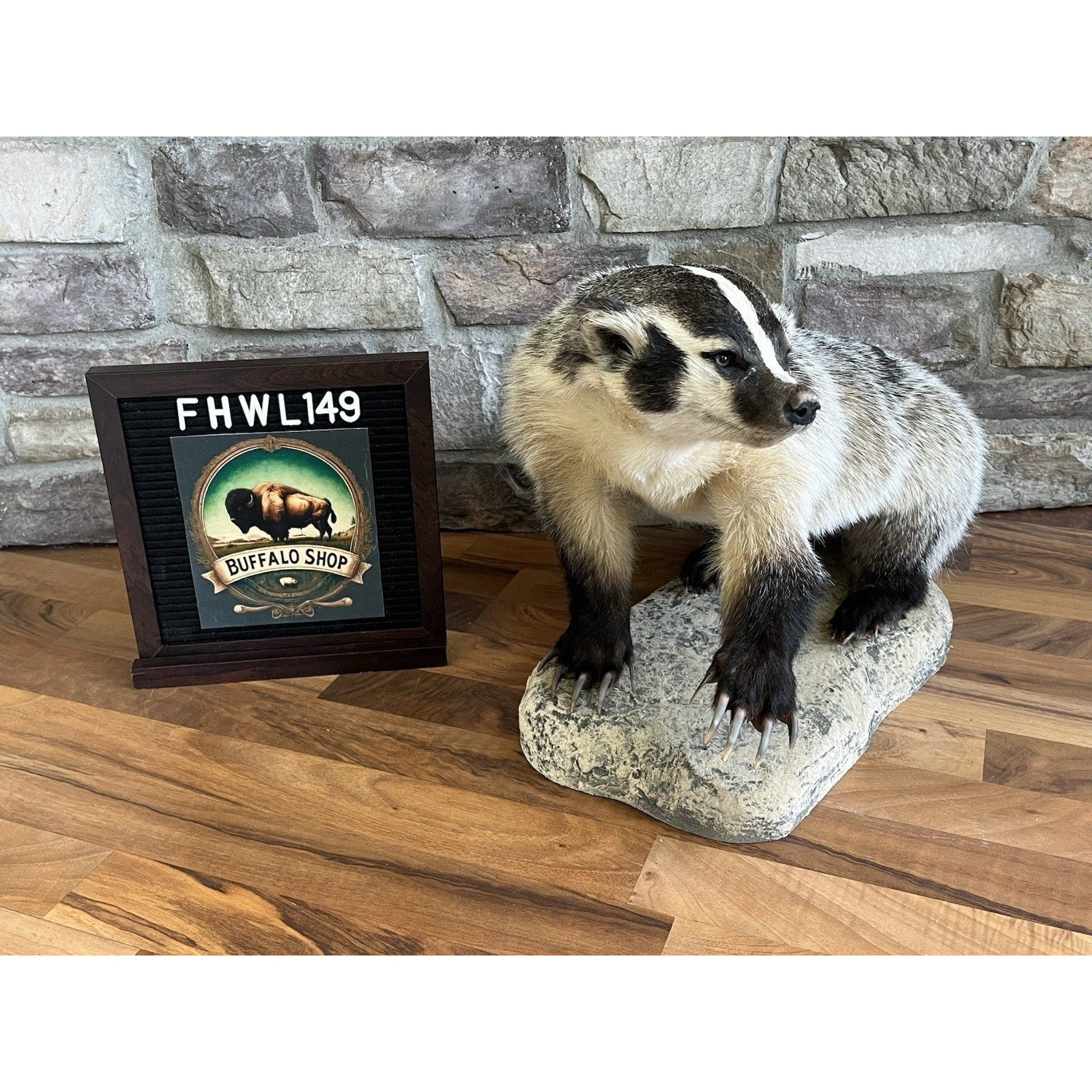 FHWL149- Fat Badger Taxidermy Mount