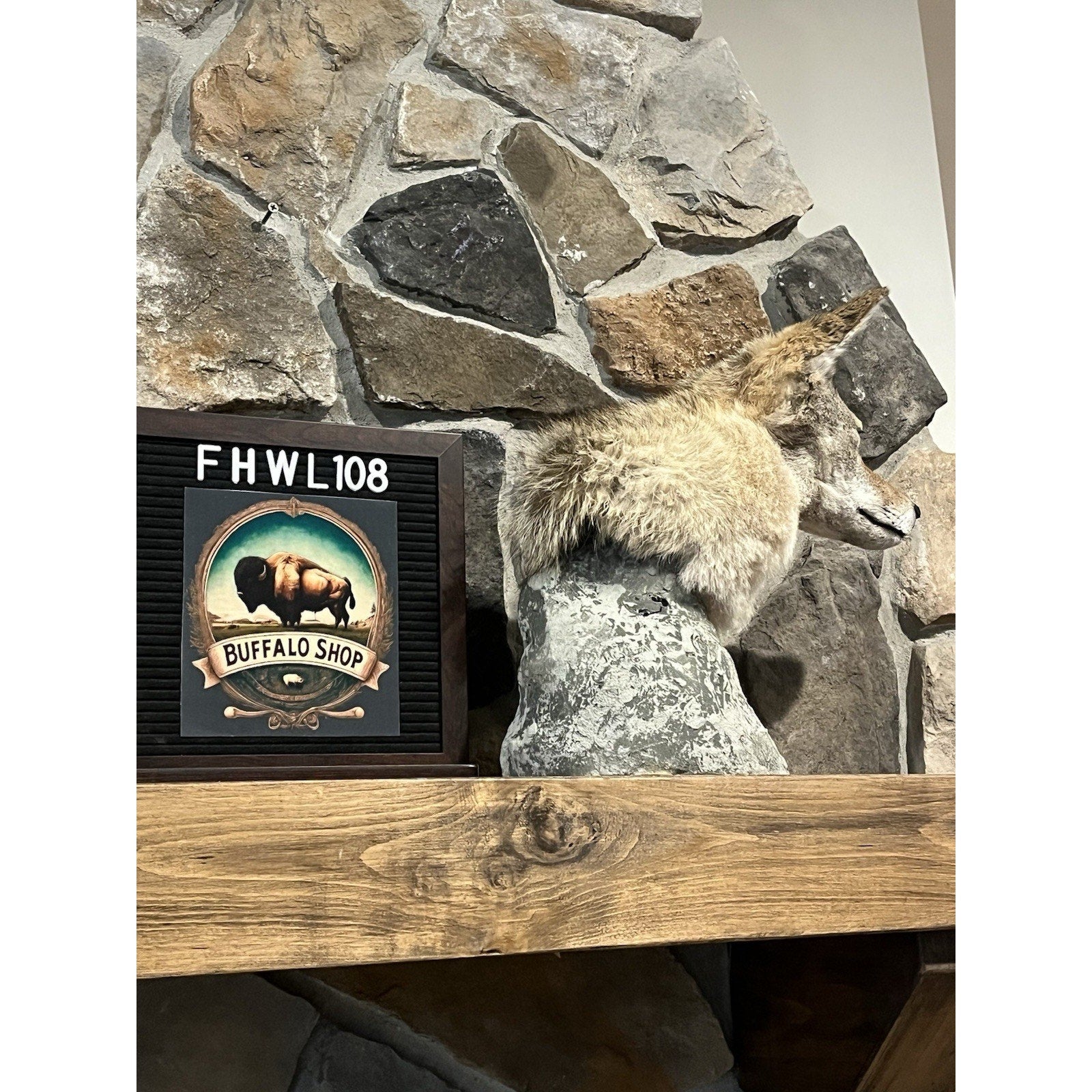 FHWL108 - Coyote Shoulder Museum Quality mount Taxidermy