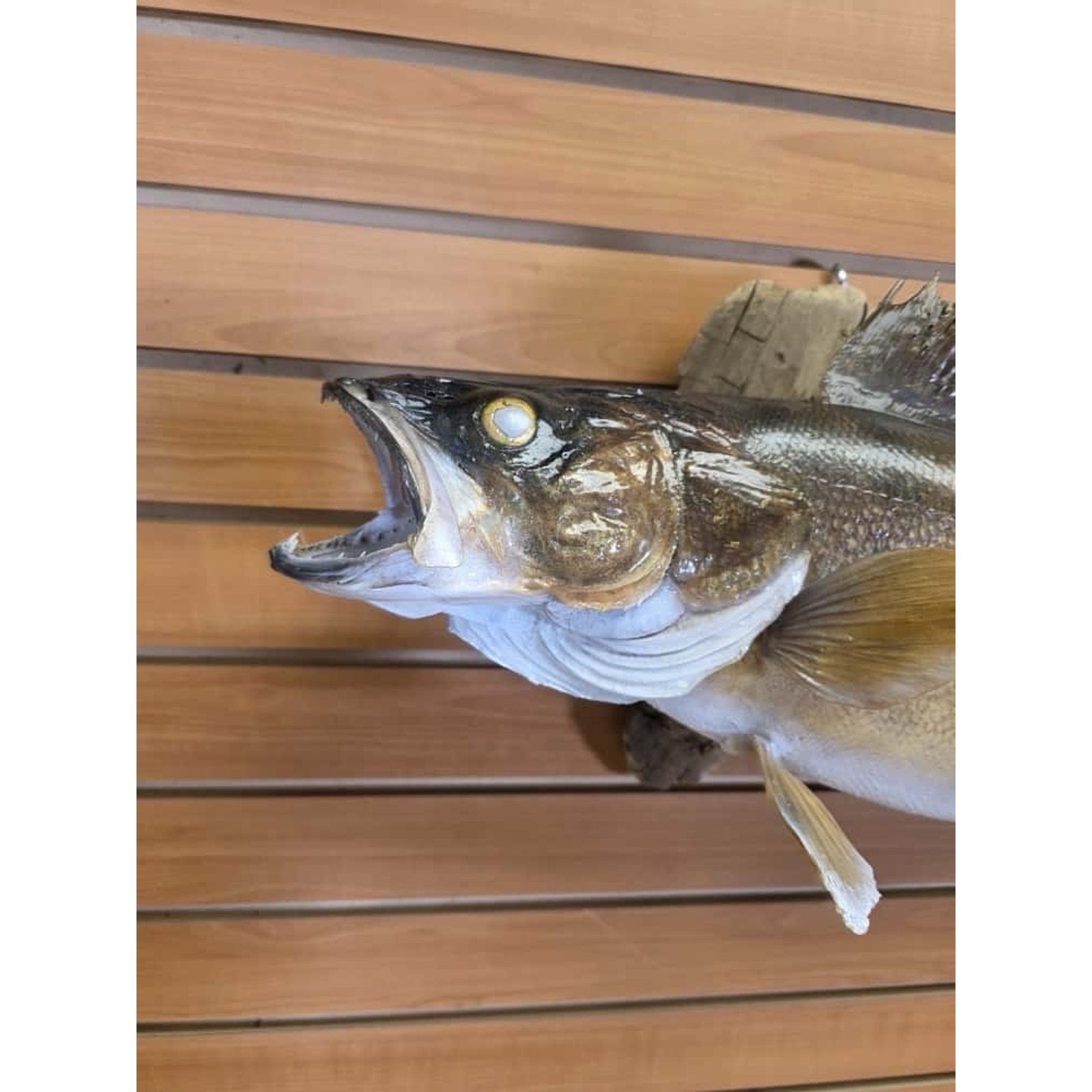 JTV224 - Real Skin Walleye Fish Taxidermy Mount 28”