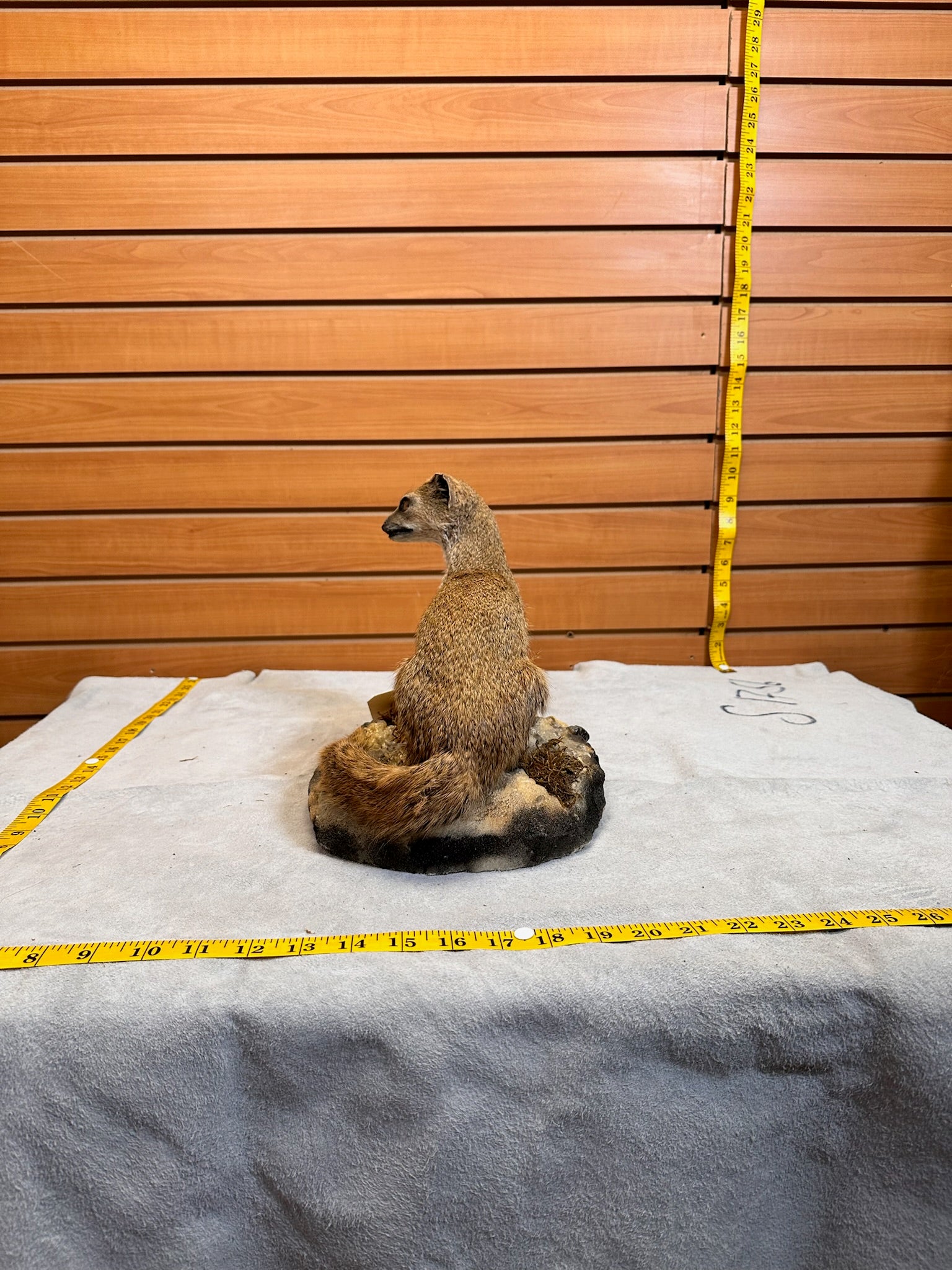 FH115-Rare Meerkat / Suricate Real Taxidermy Mount
