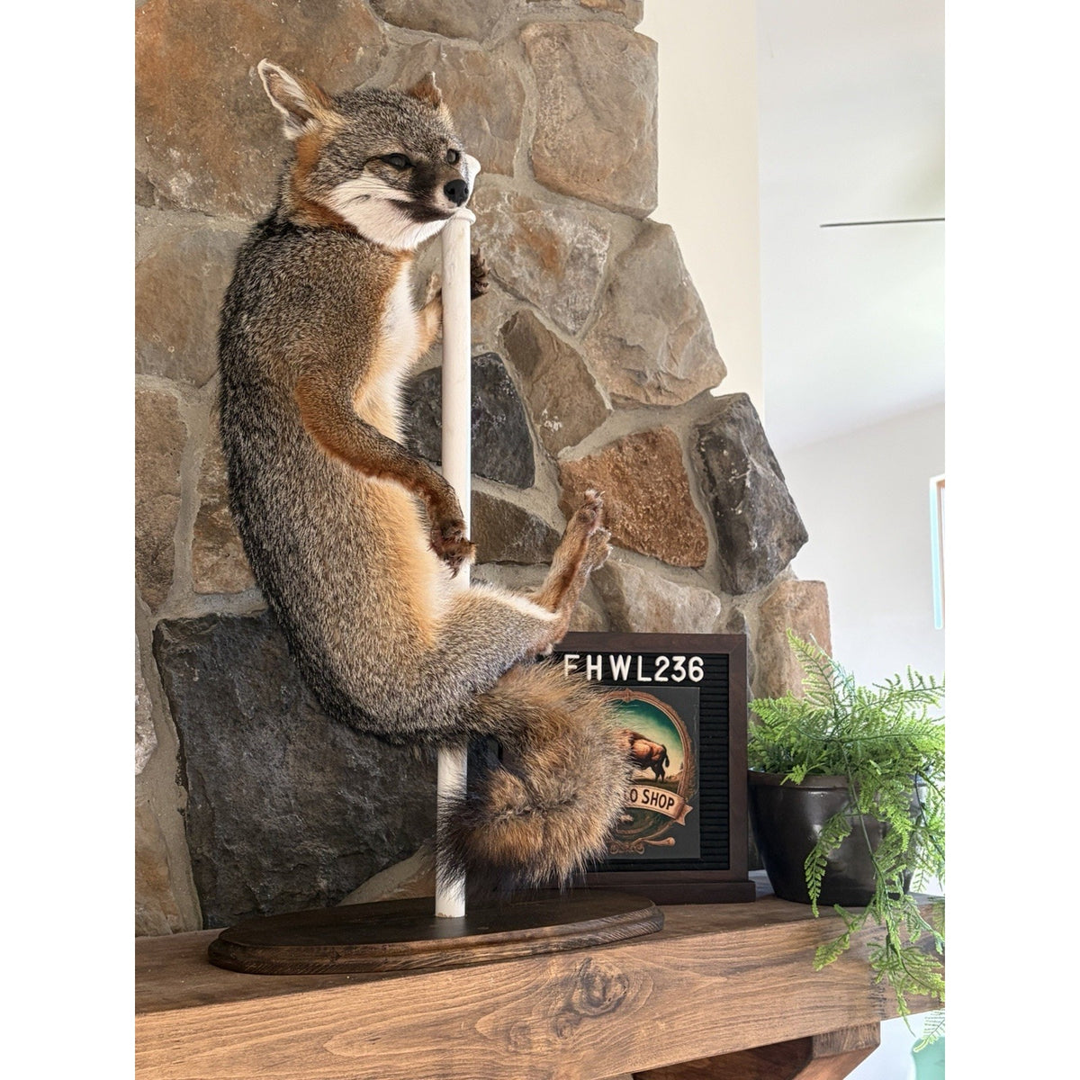 FHWL236- Grey Fox Taxidermy Full Body Mount Cabin Camp Man Cave