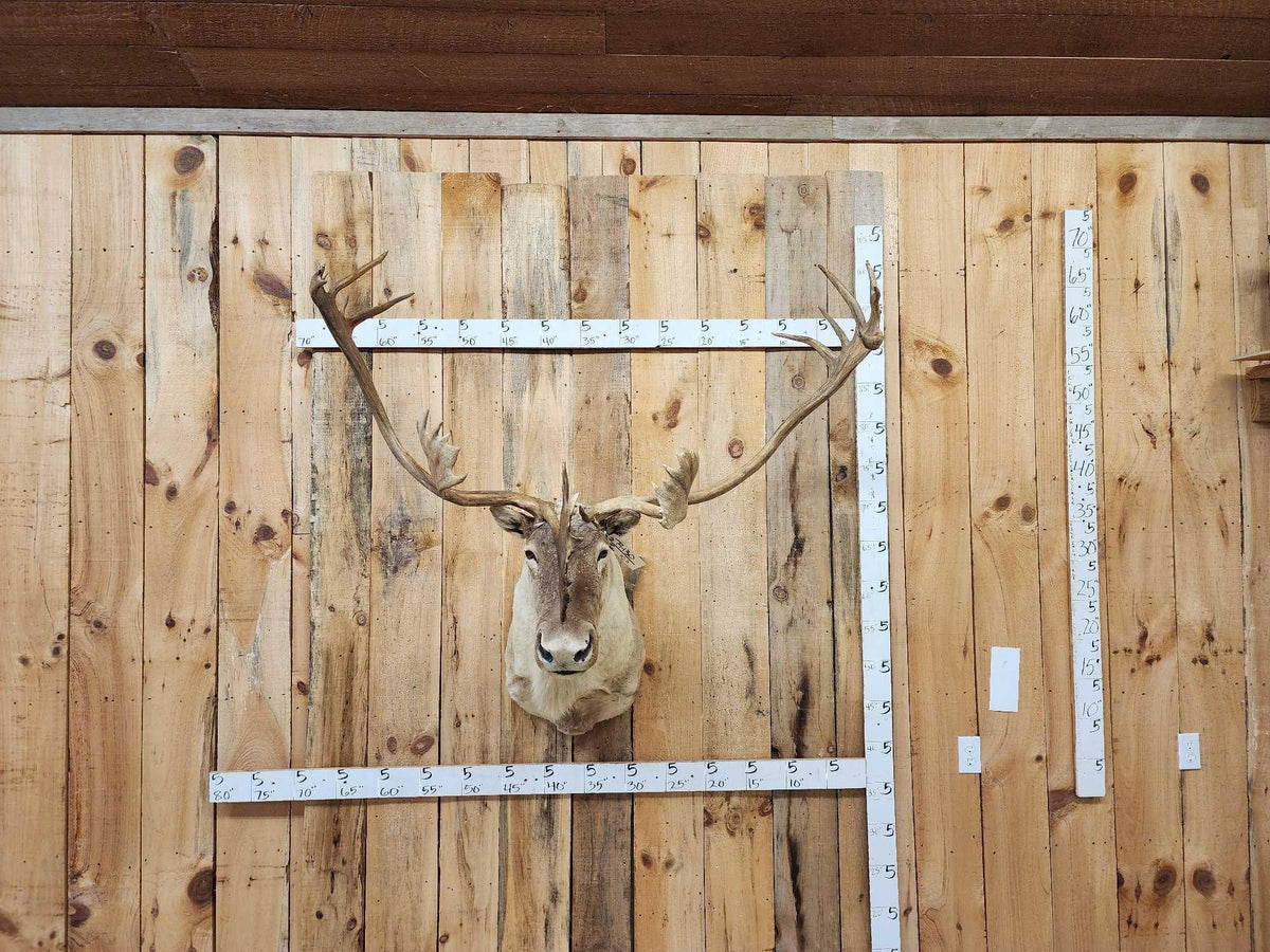 FH92A - Big Caribou Shoulder Mount Taxidermy