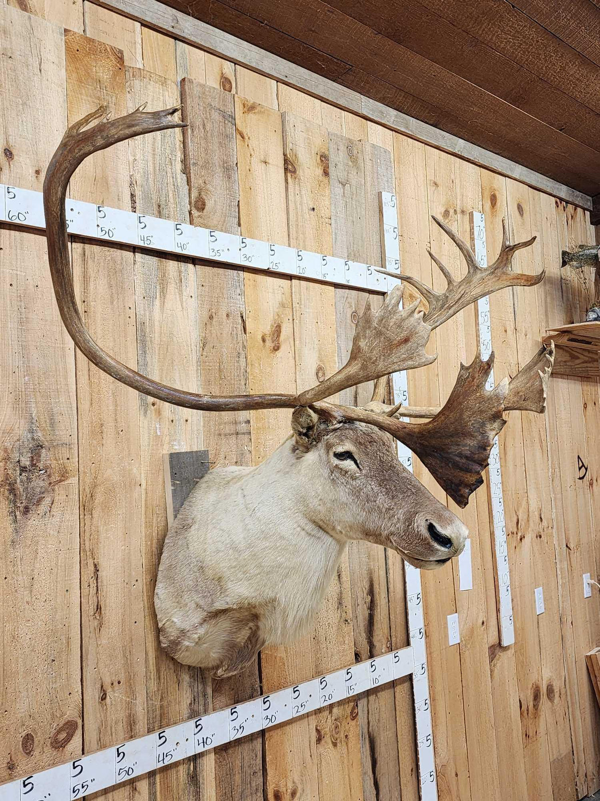 FH92A - Big Caribou Shoulder Mount Taxidermy