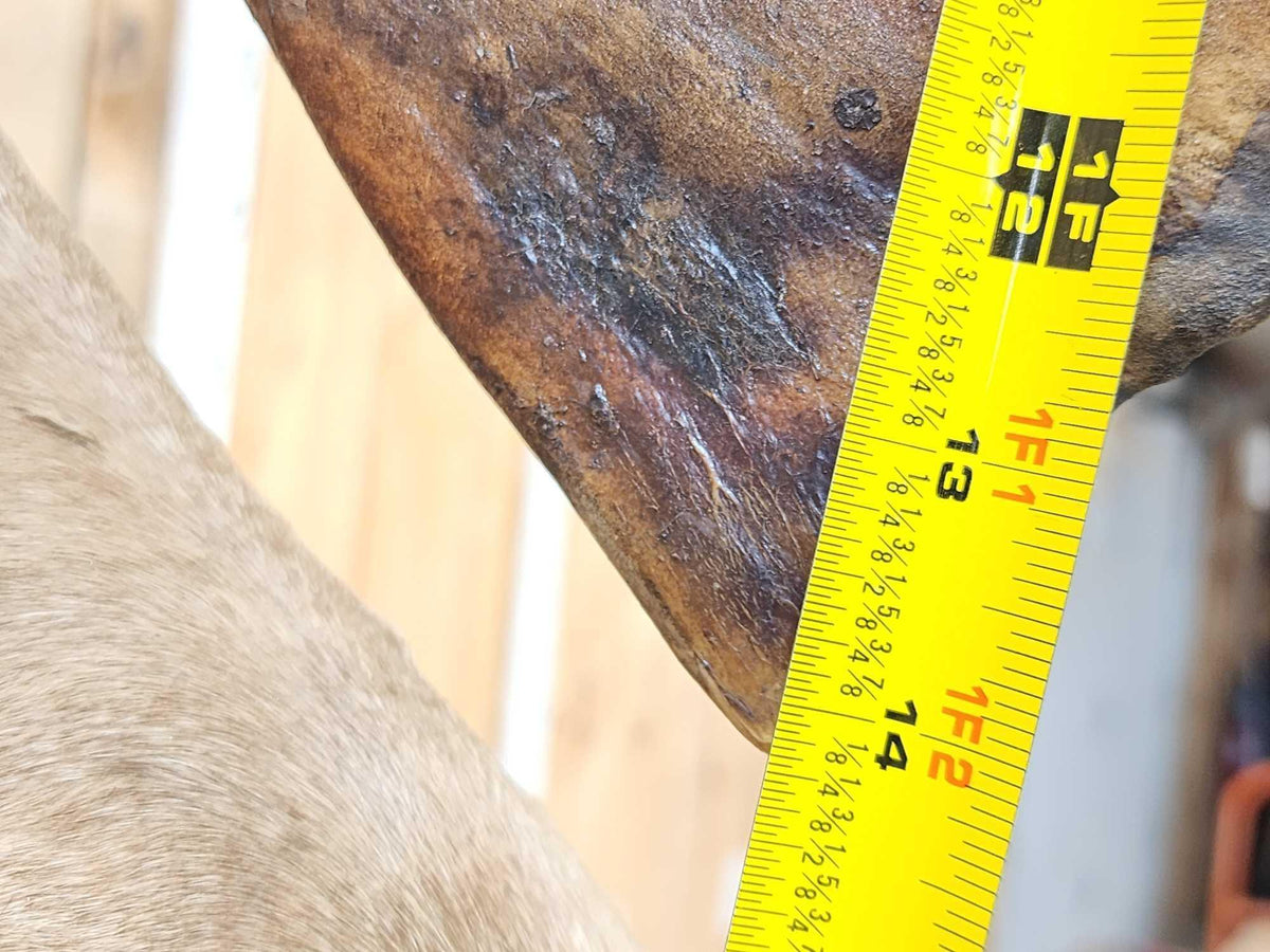 FH92A - Big Caribou Shoulder Mount Taxidermy