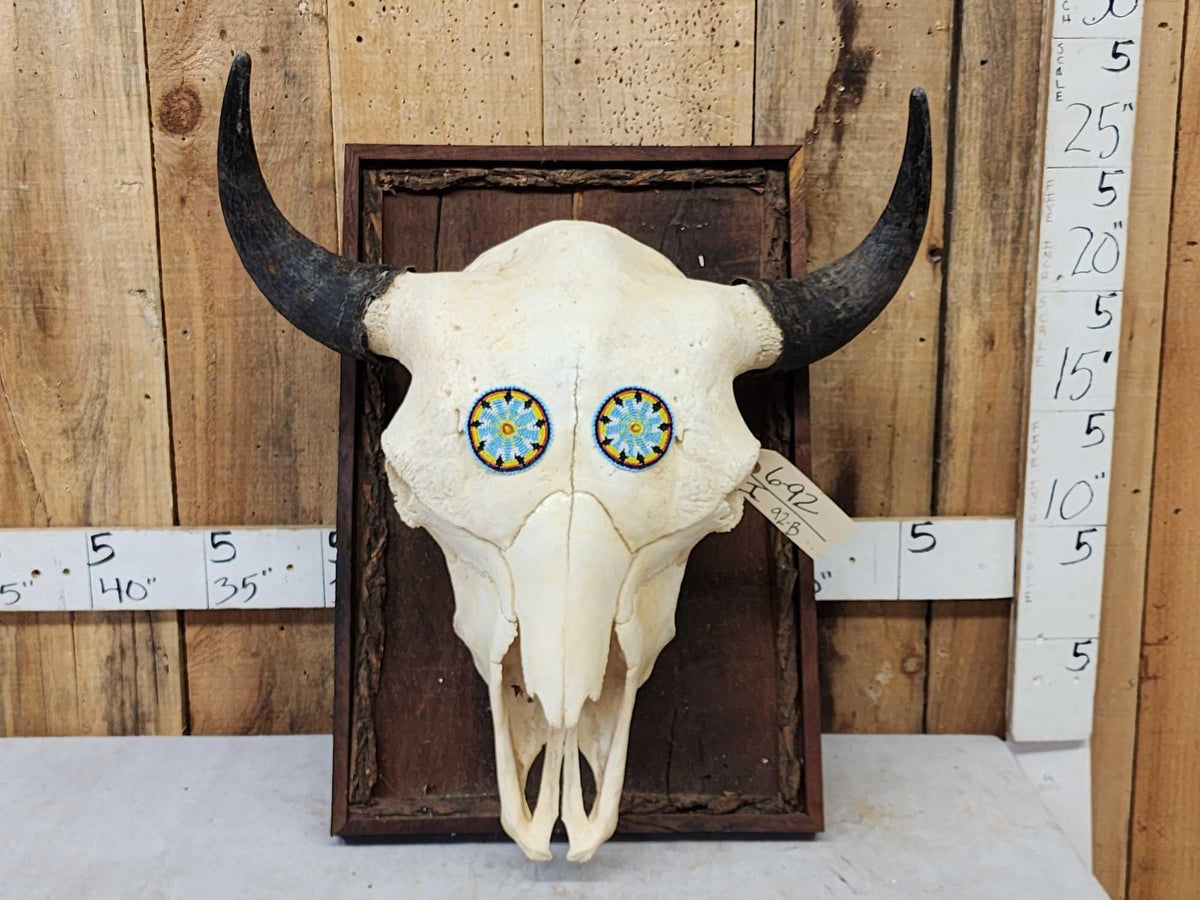 FH92B - American Bison Buffalo Skull Taxidermy