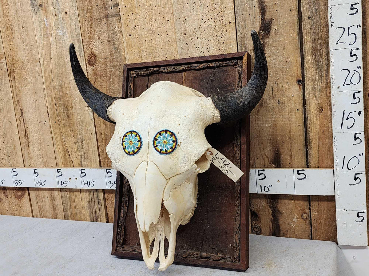 FH92B - American Bison Buffalo Skull Taxidermy