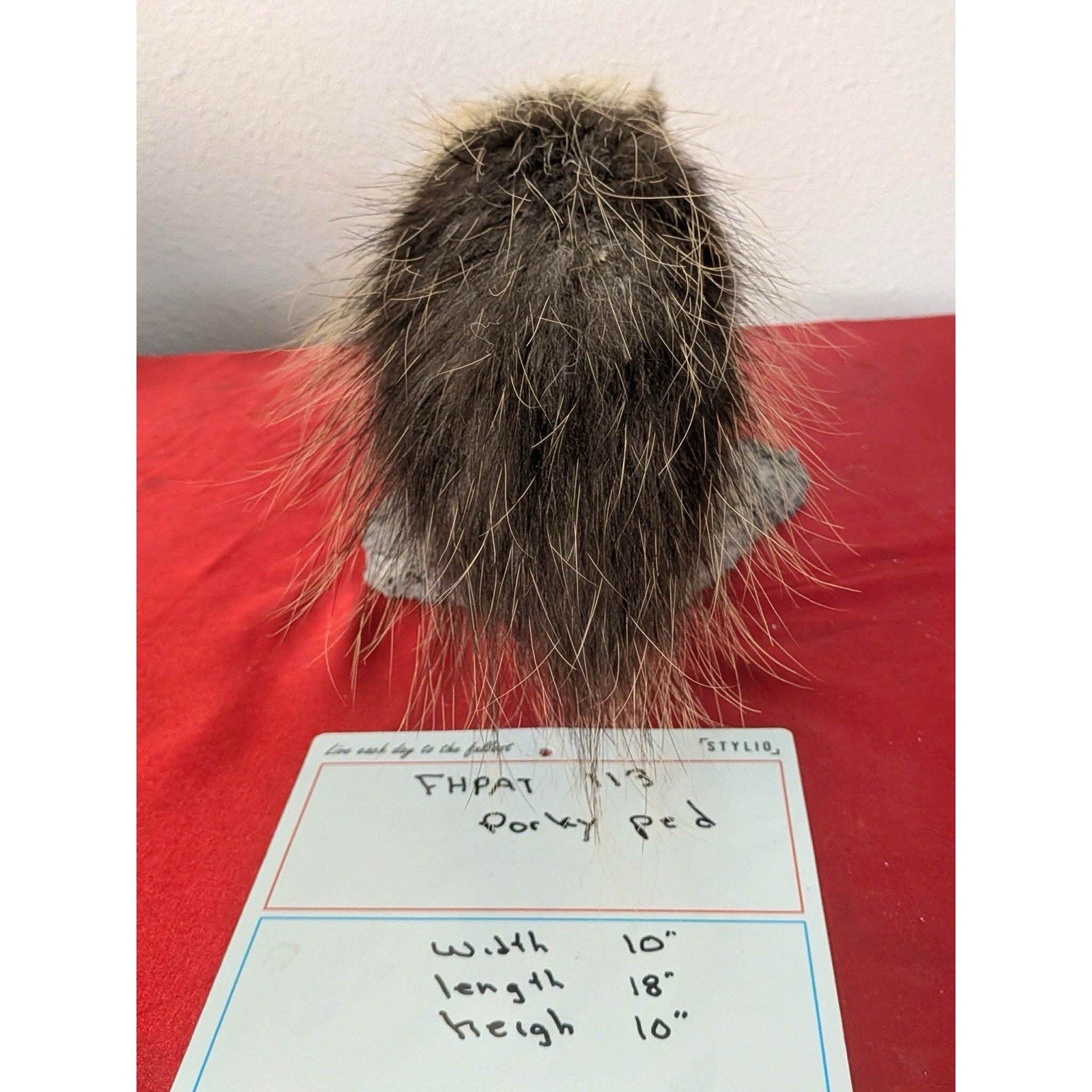 FHPAT113- Beautiful Montana Prime Winter Porcupine Shoulder Taxidermy Mount