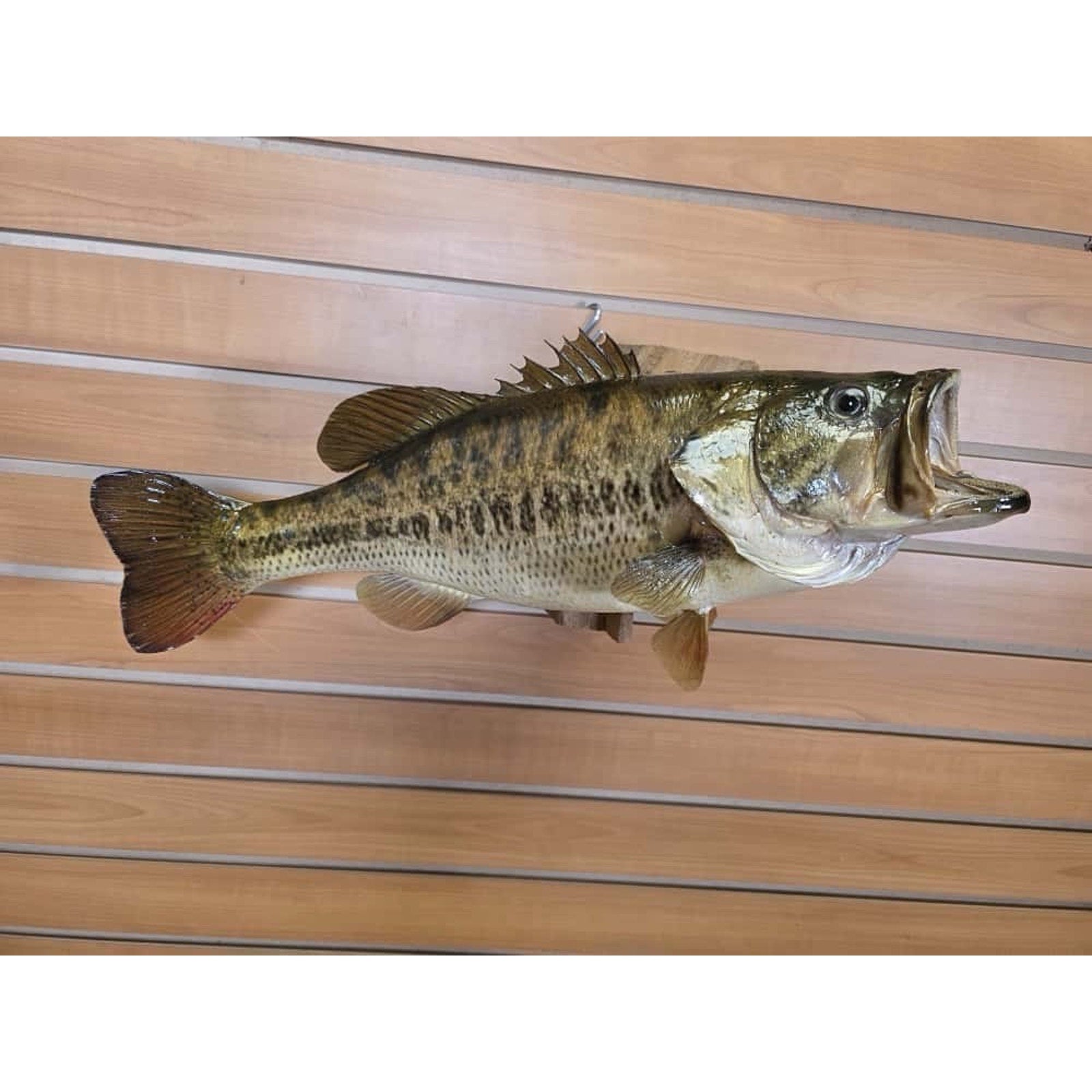 JTV211 - Real Skin Bass Fish Taxidermy Mount 20”