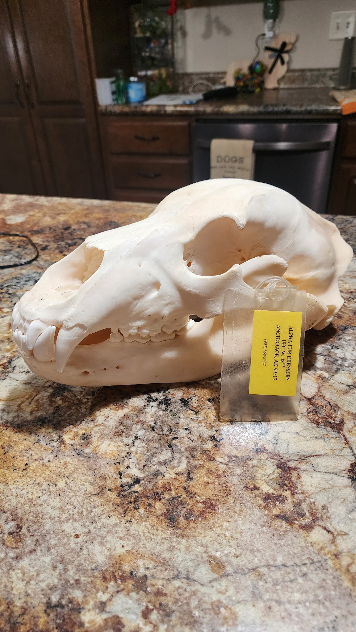 FHBRAD93 - real Grizzly bear skull