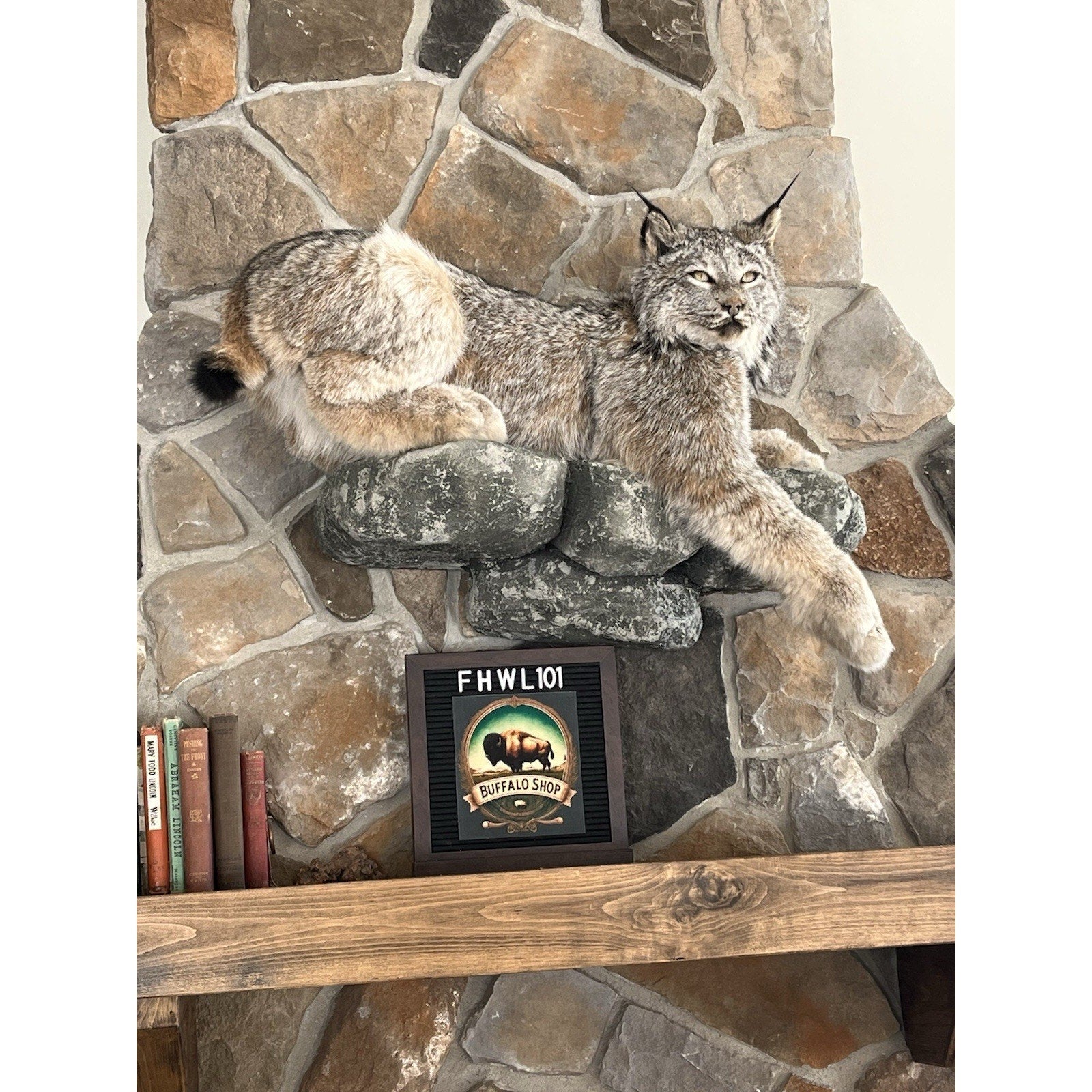 FHWL101 - Alaskan Lynx Taxidermy Full Body Mount Prime Fur