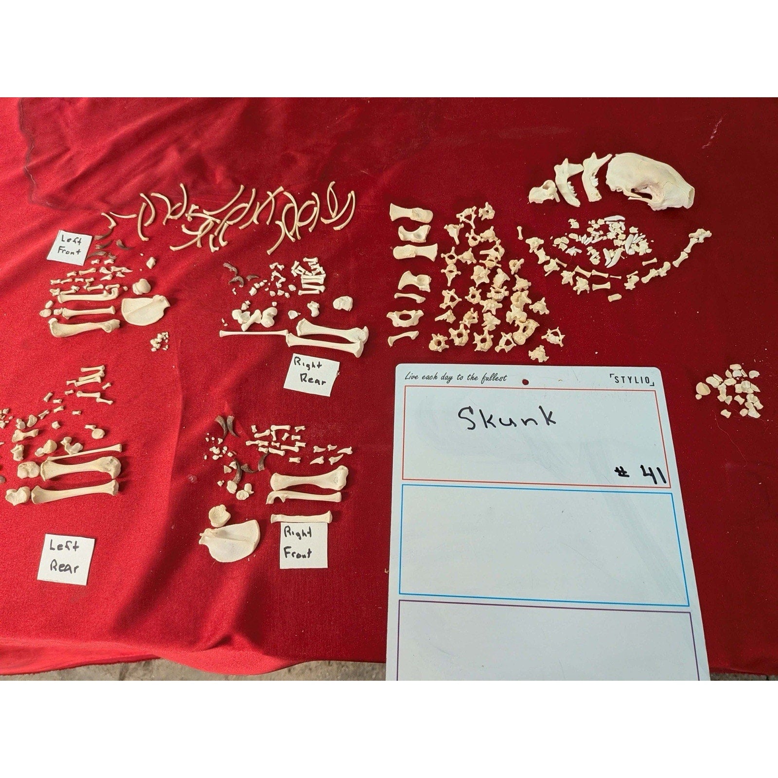 FHPAT41 - Skunk Real Taxidermy Skeleton Professionally Cleaned For Articulation