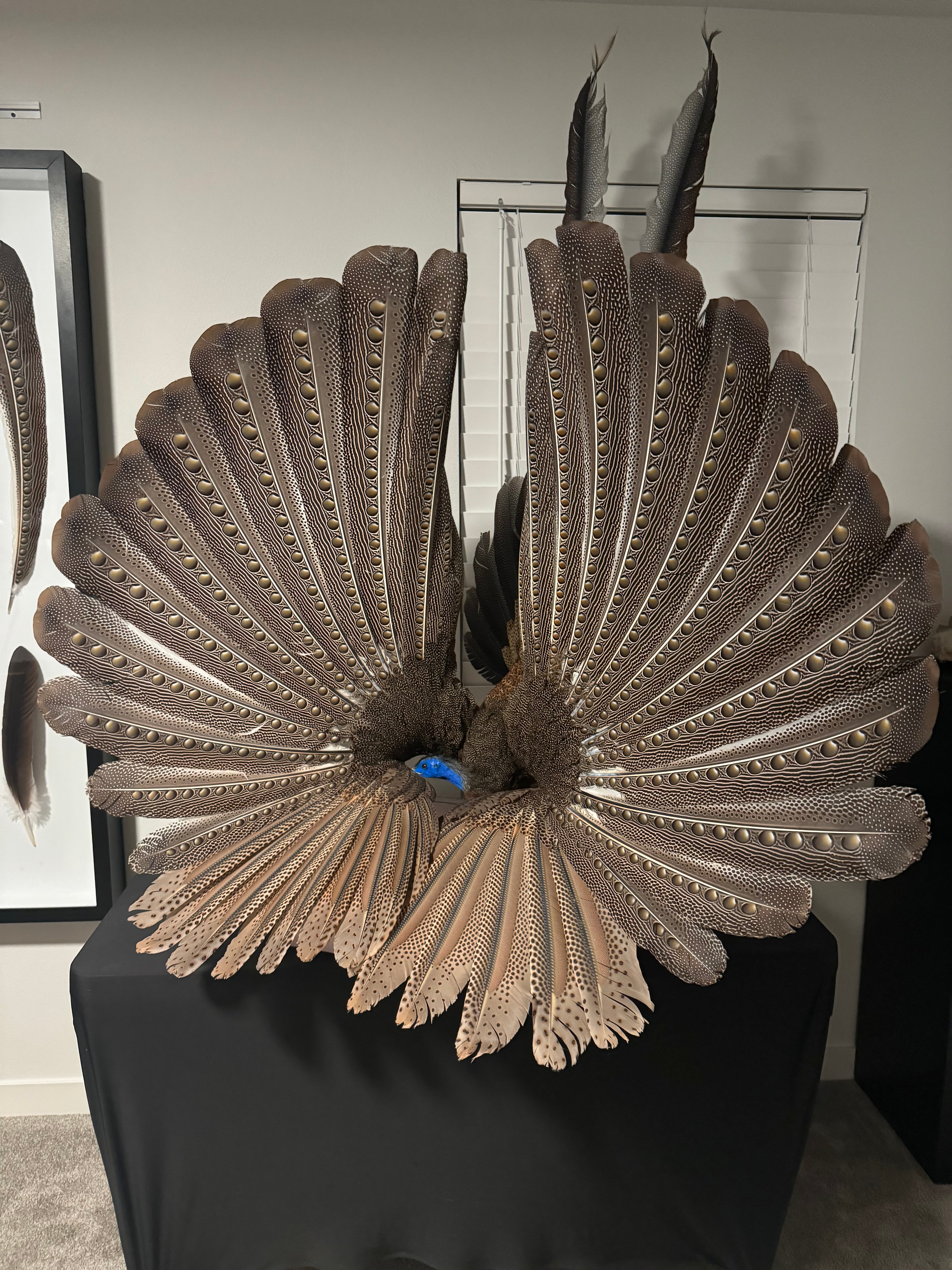 FHKY2 - Museum Quality Male Argus pheasant taxidermy mount