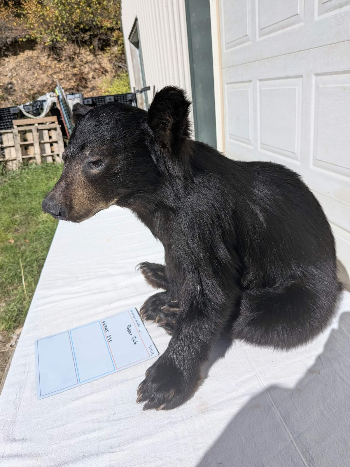 FHPAT235 -Baby Black Bear Cub Full Body taxidermy mount