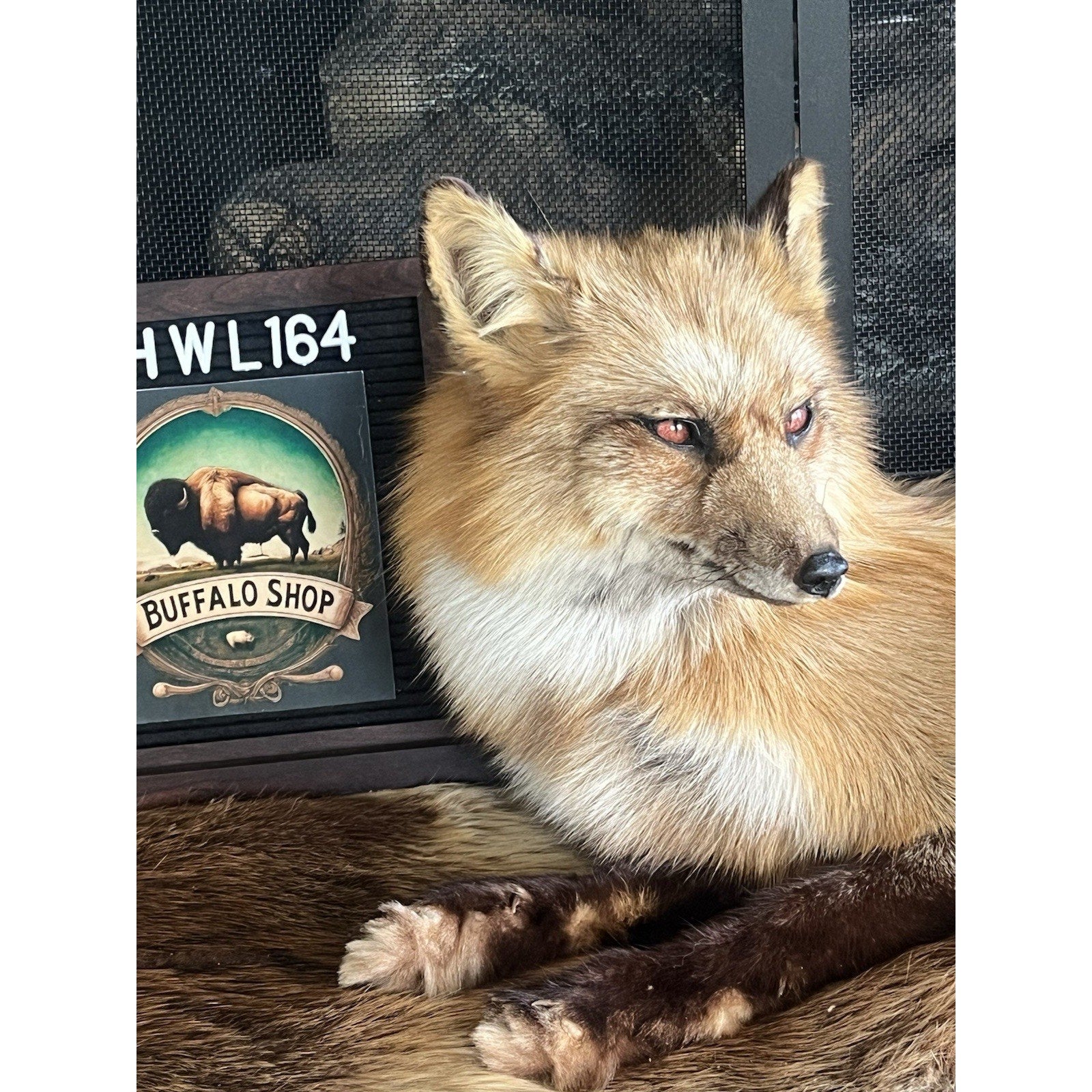 FHWL164 - Museum Quality Red Fox Taxidermy mount