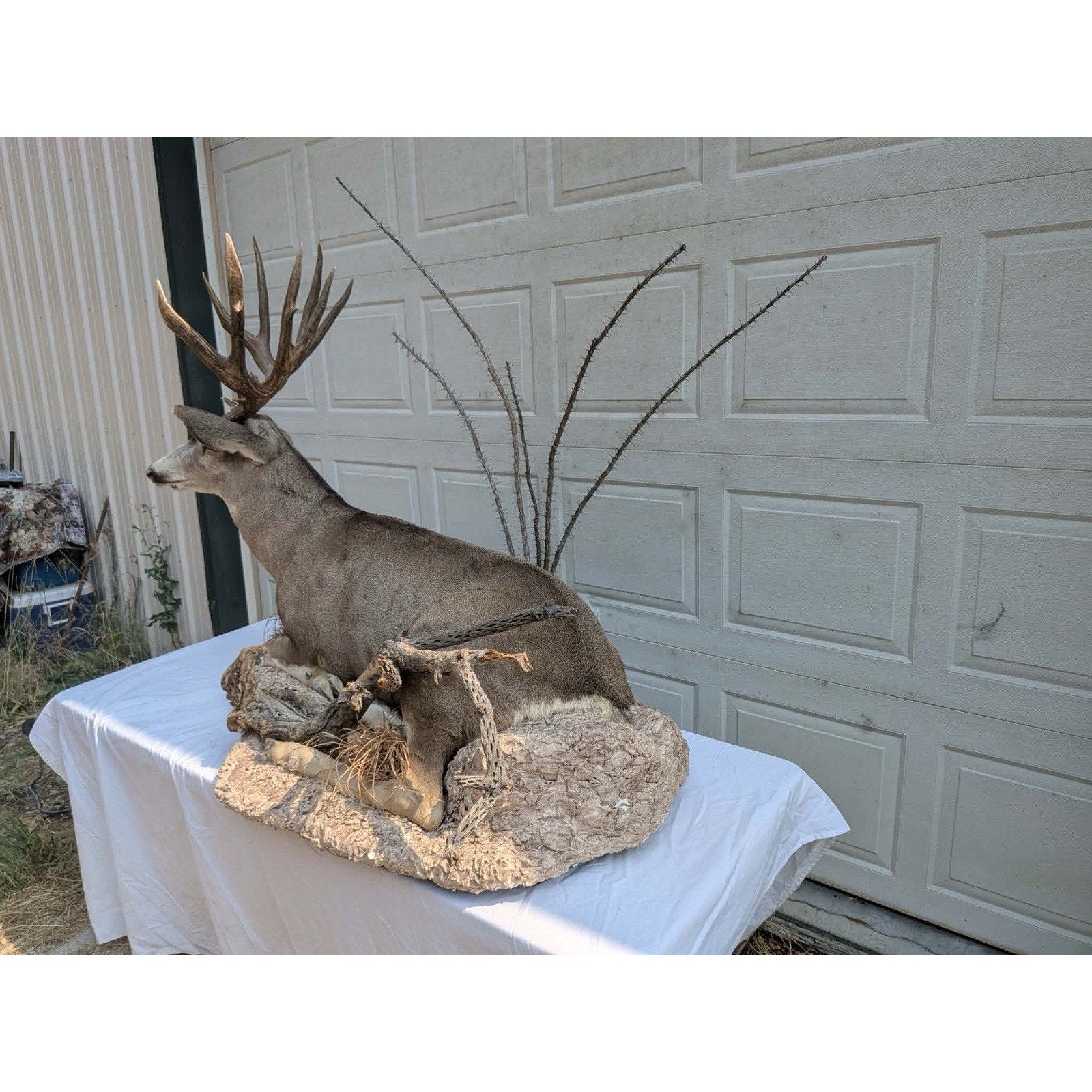 FHPATMU21 - Desert Mule Deer Full Body Taxidermy Mount