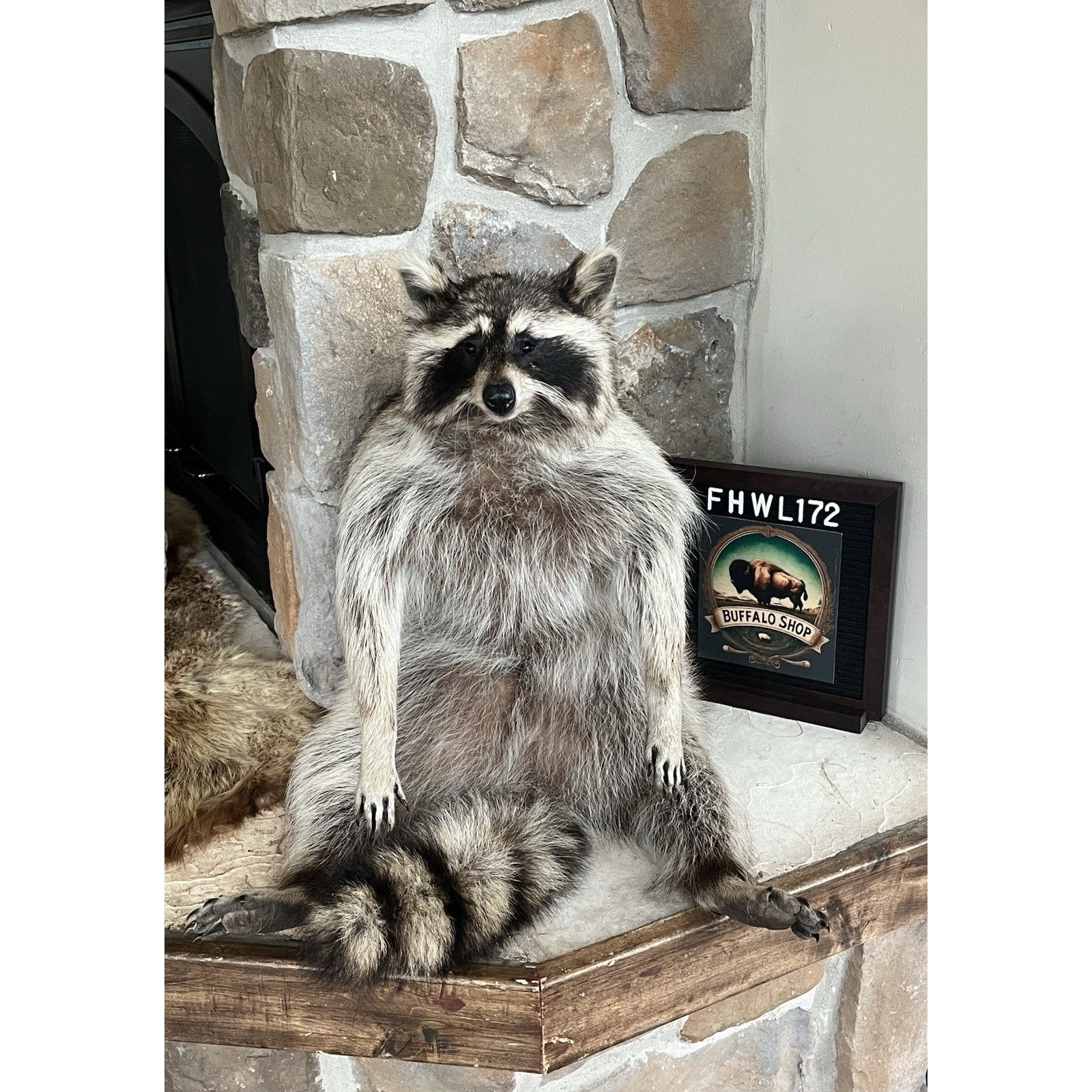 FHWL172 -premium Fat Raccoon Taxidermy Mount