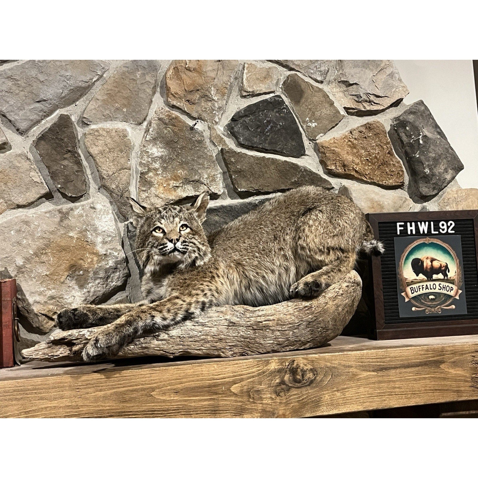 FHWL92 - Bobcat Taxidermy Full Body Mount