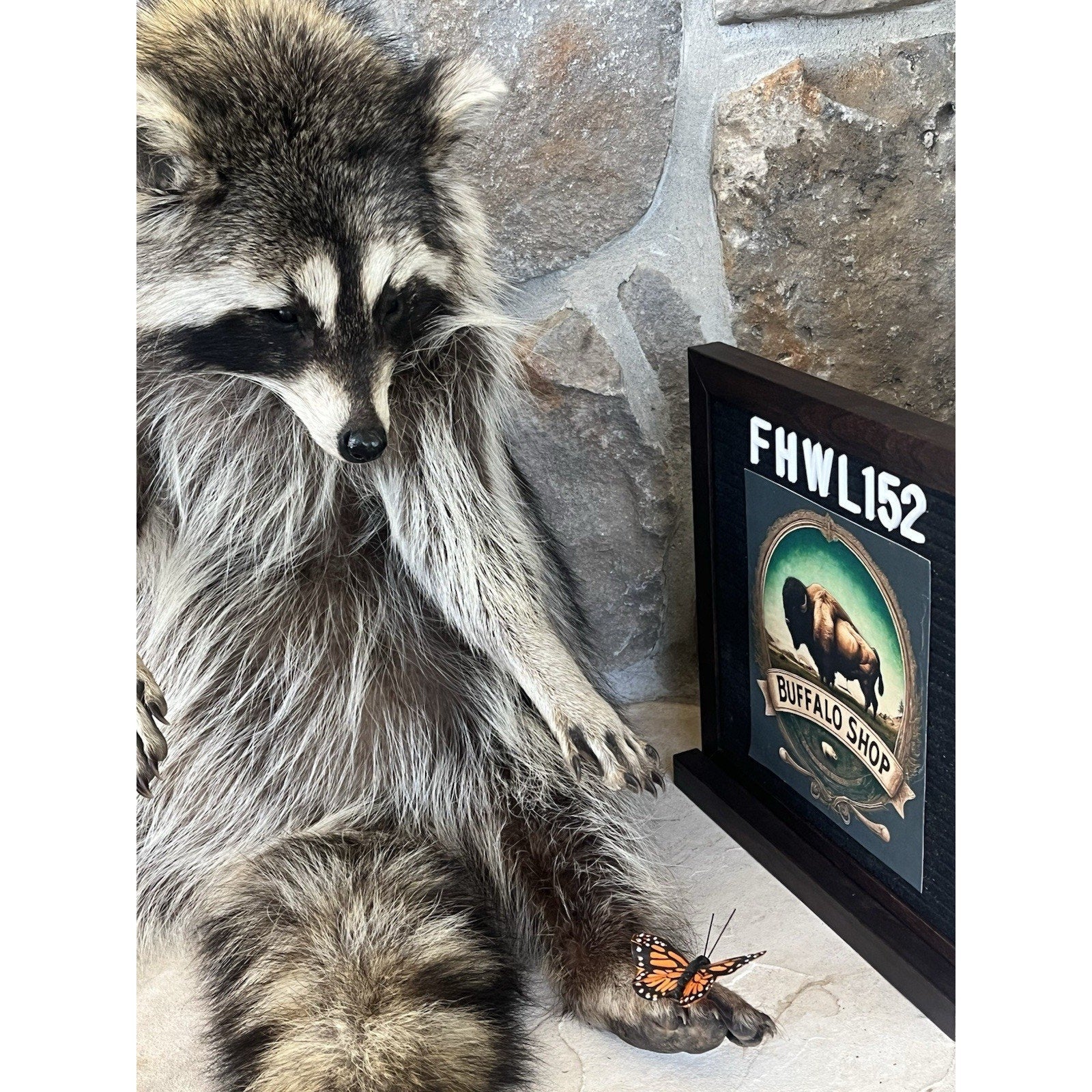 FHWL152 - Fat Raccoon Taxidermy Mount