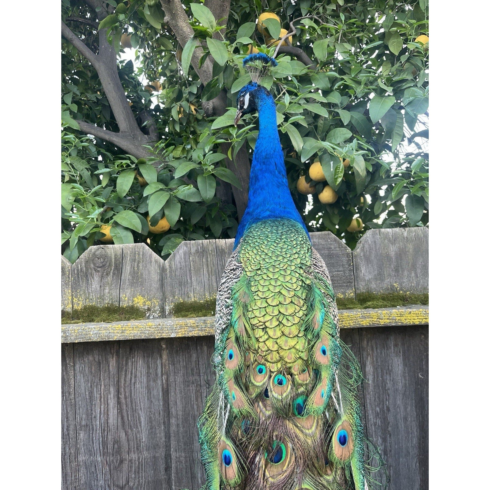 FHJOEL101 - India Blue Real PEACOCK Taxidermy Mount museum quality