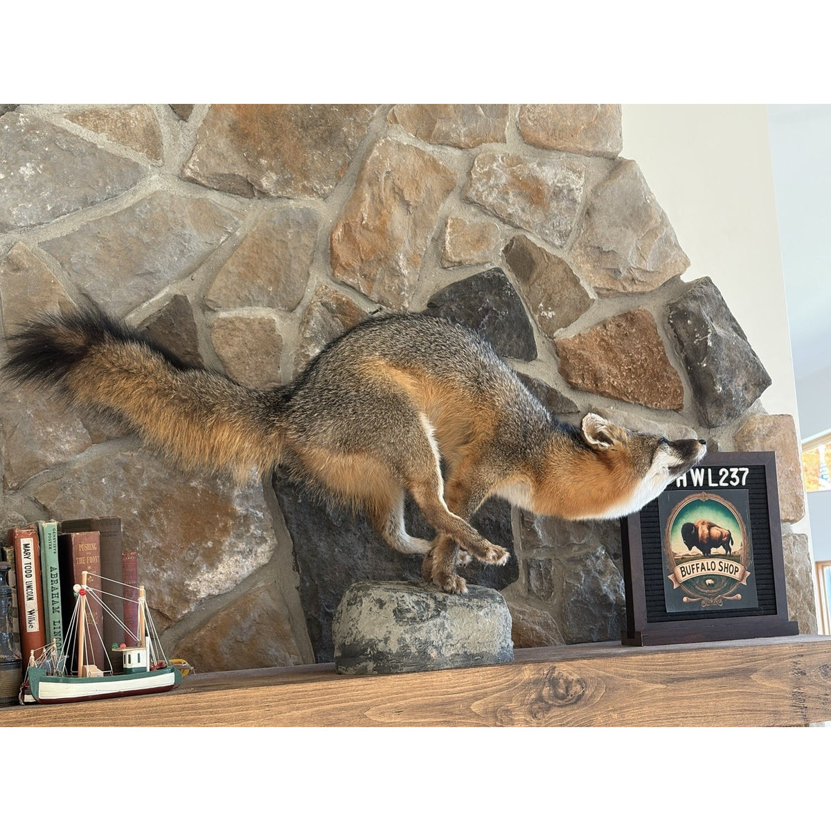 FHWL237- Grey Fox Taxidermy Full Body Mount Cabin Camp Man Cave