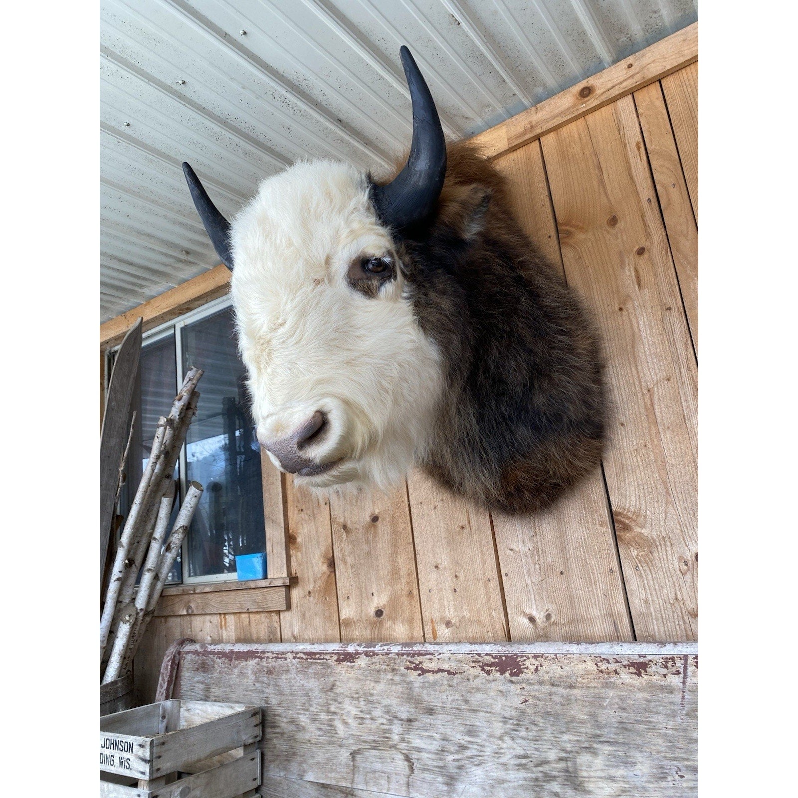 FHDAR43- Rare Sacred White-faced Buffalo Bison Taxidermy Shoulder mount