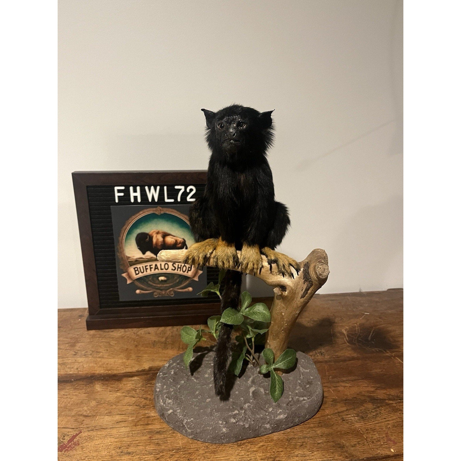 FHWL72 - red-handed tamarin (Saguinus midas) Taxidermy Mount