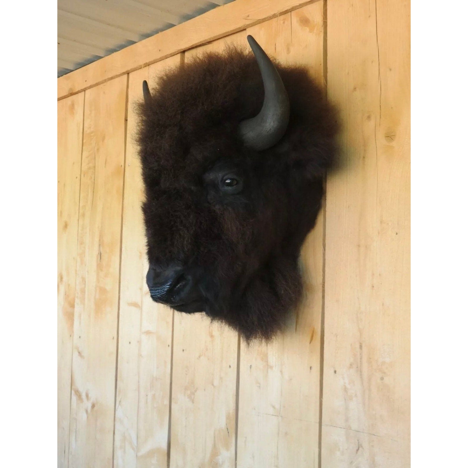 FHDAR818 - Real Buffalo / Bison Head Taxidermy Mount New Neck Mount