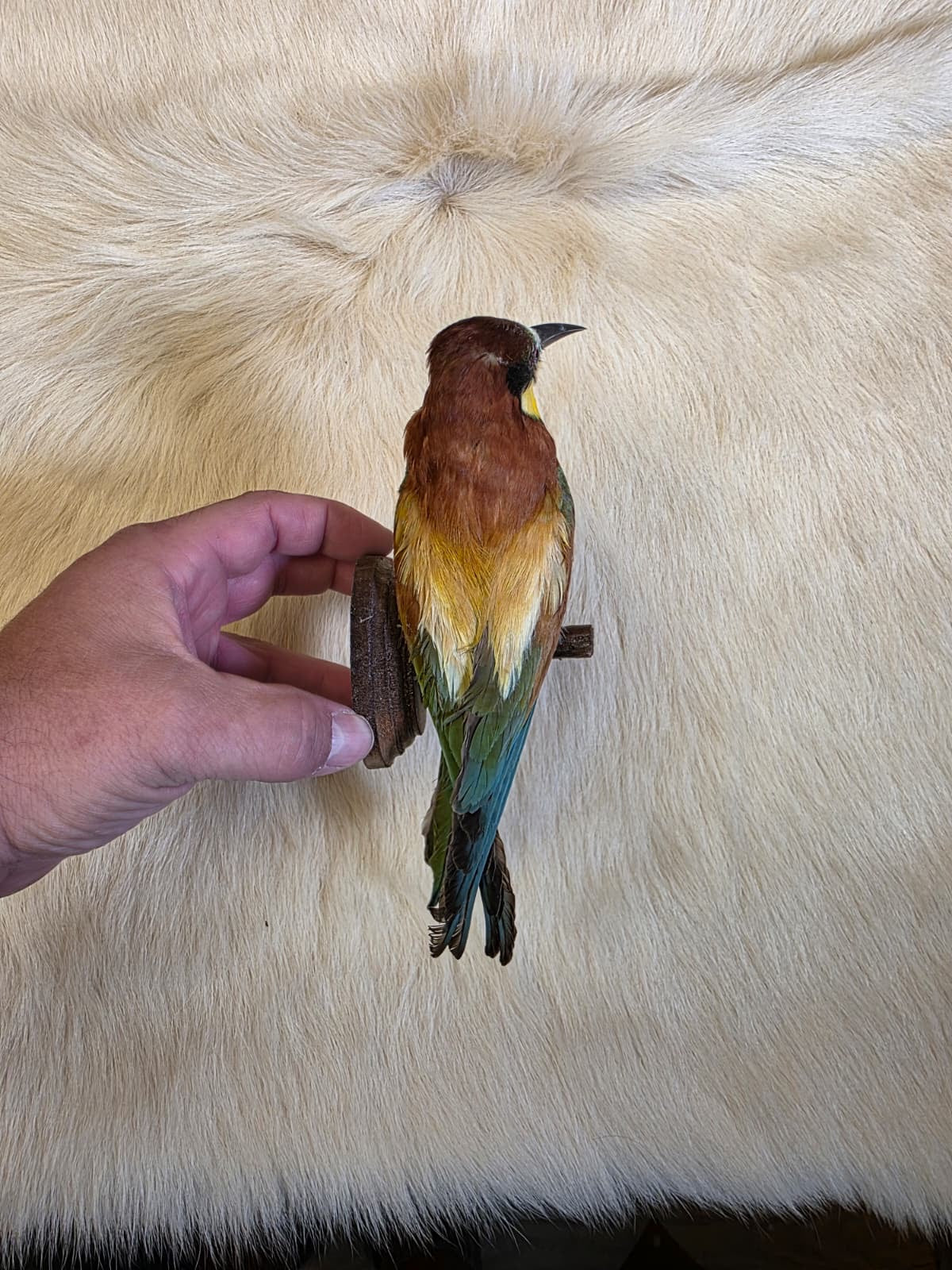 JF7 - European Bee Eater taxidermy bird mount