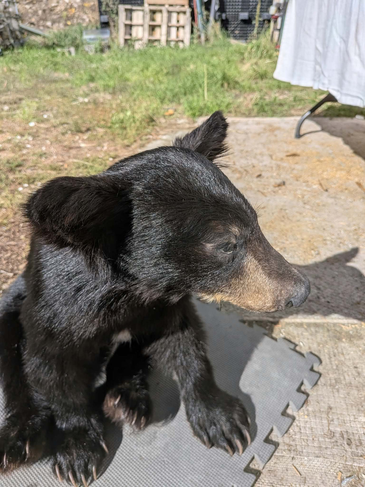 FHPAT235 -Baby Black Bear Cub Full Body taxidermy mount