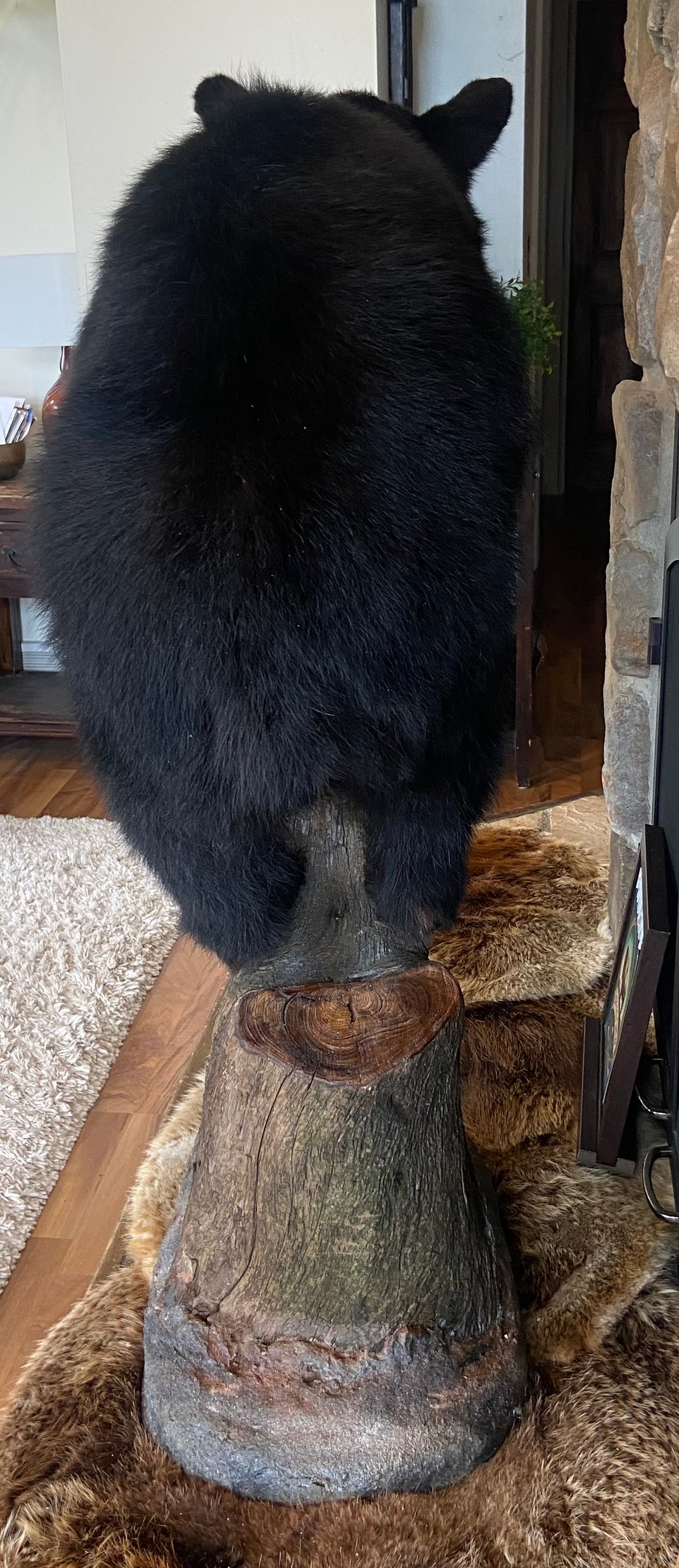 FHWL204 - Yearling Black Bear Cub Full Body taxidermy mount