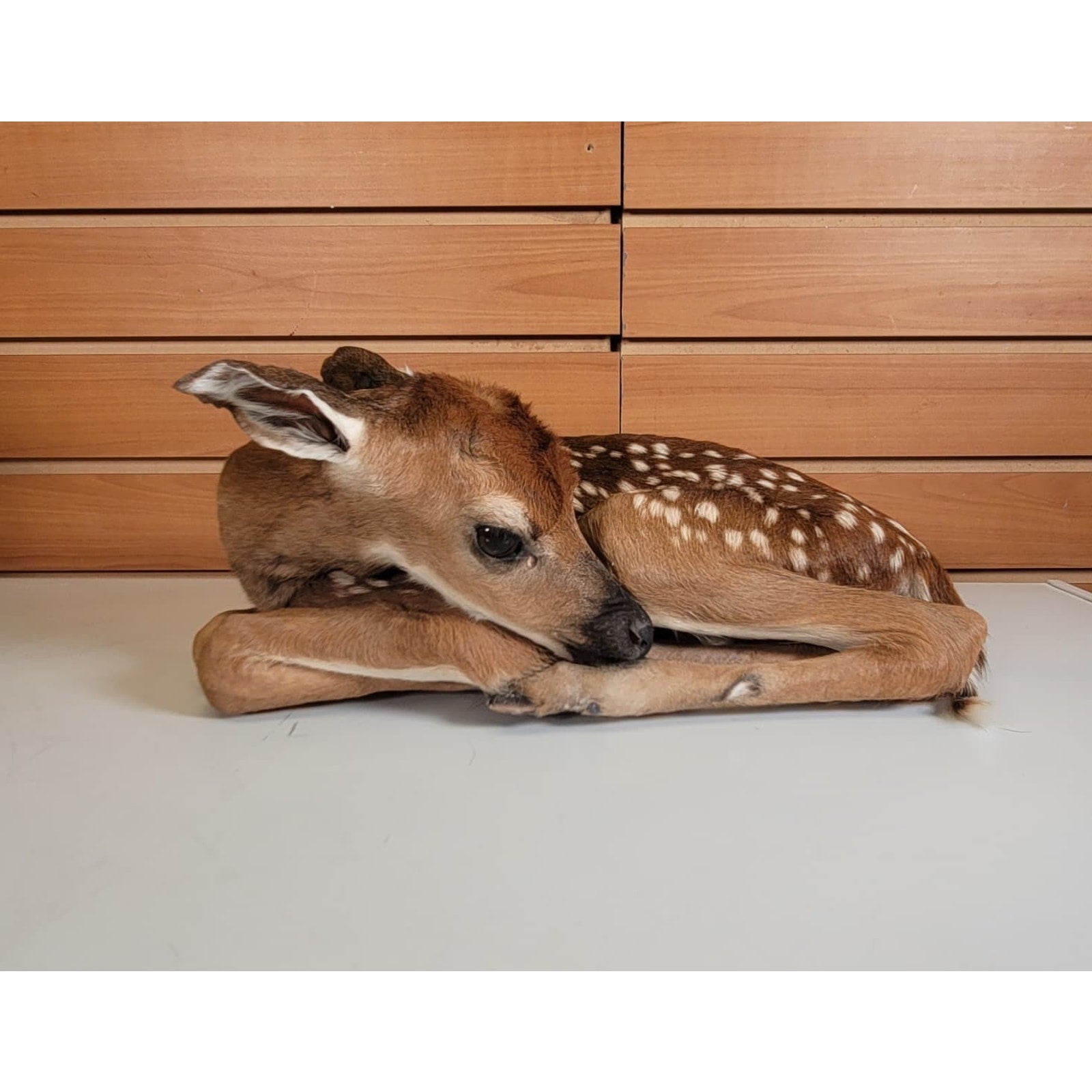 FHBARN2- Fawn Lifesize Taxidermy Mount