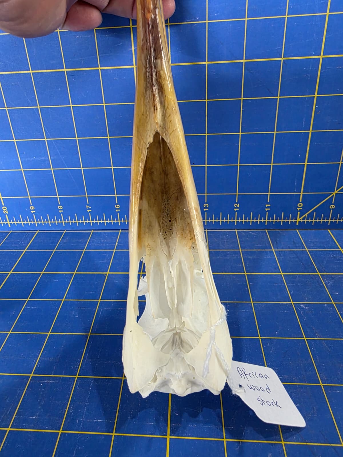 JTV200 - Real Yellow-billed stork Bird Skull Taxidermy