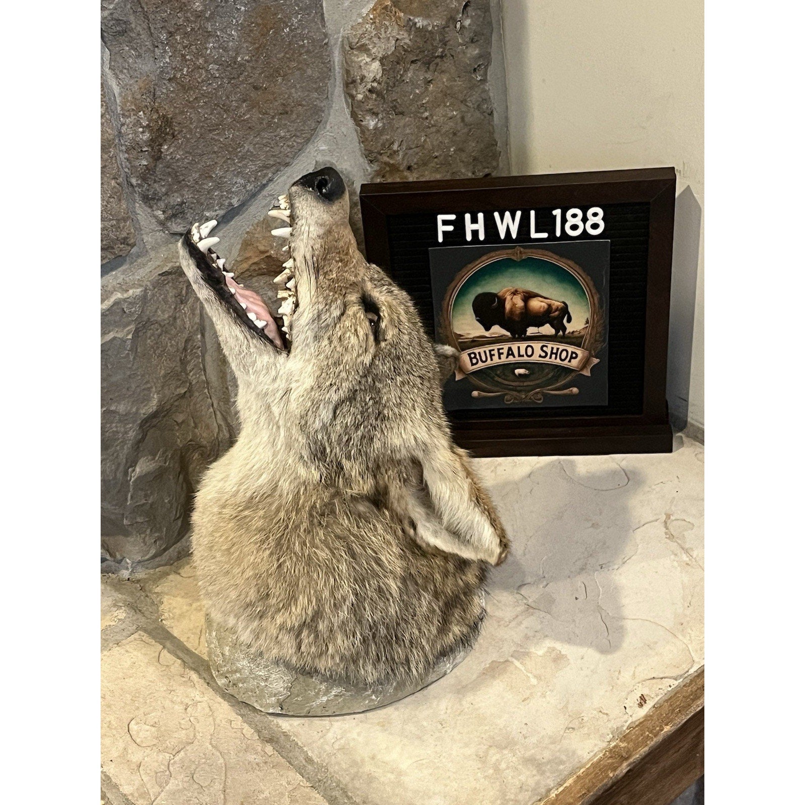 FHWL188 - Howling Coyote Shoulder Museum Quality mount Taxidermy