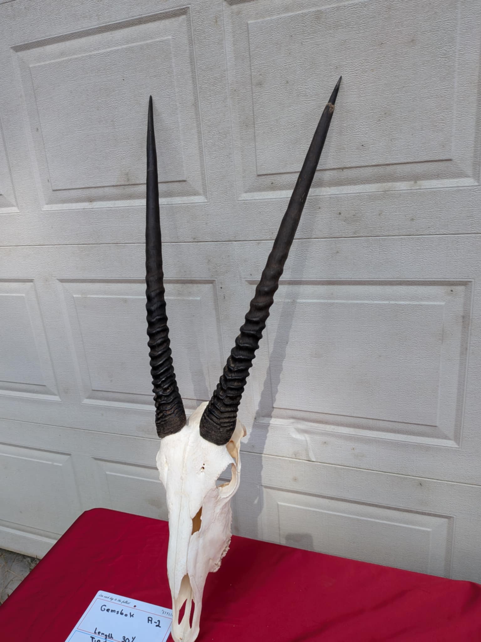 FHPATR2 - gemsbok real skull taxidermy mount
