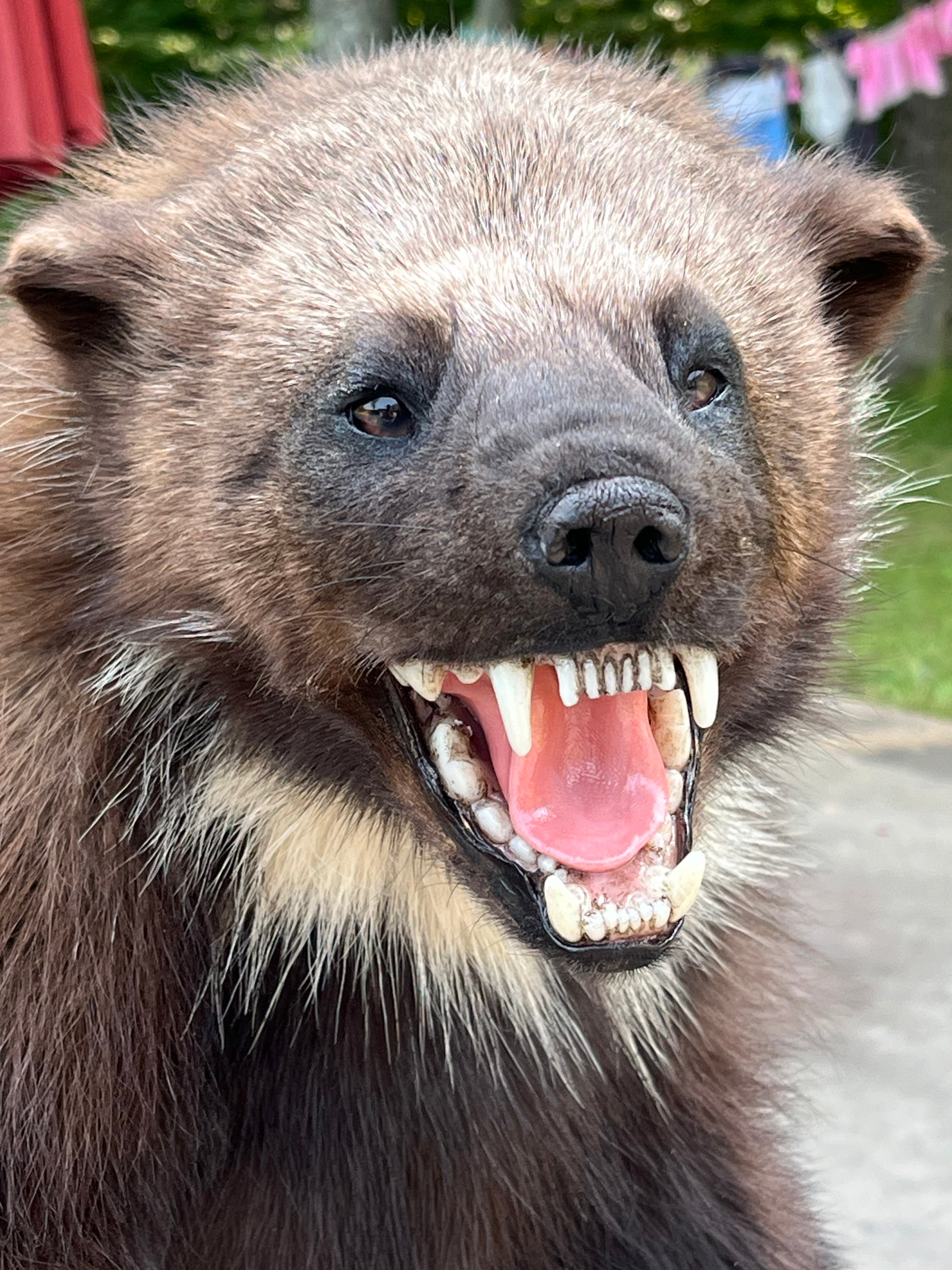 FHWL177 - Beautiful Aggressive Alaskan Wolverine Prime Fur Taxidermy Mount