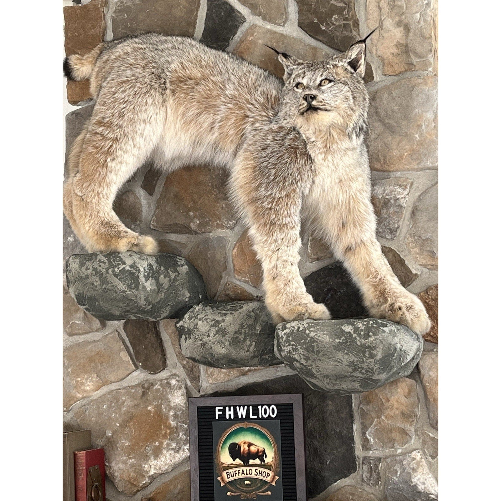 FHWL100 - Alaskan Lynx Taxidermy Full Body Mount Prime Fur