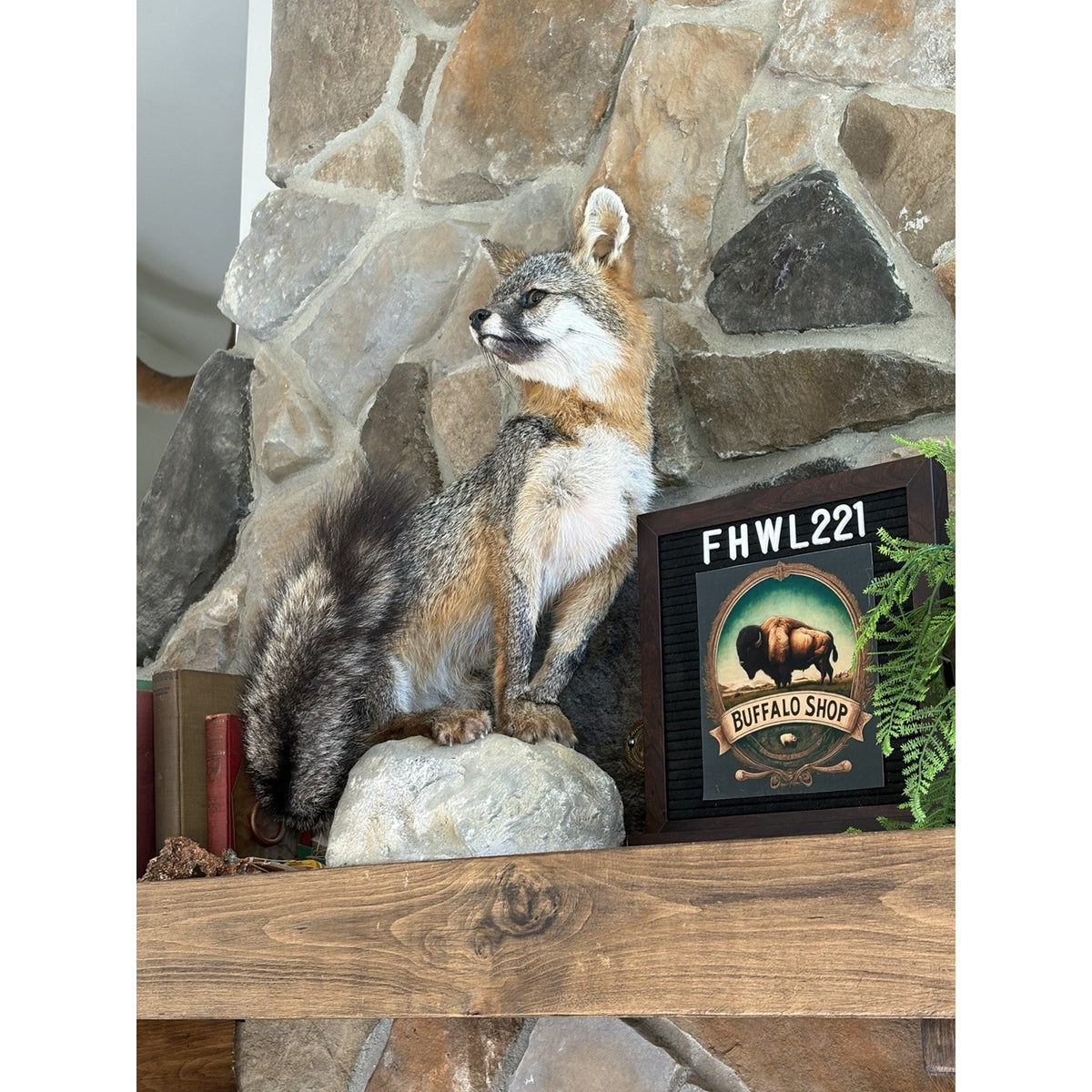 FHWL221 - Grey Fox Taxidermy Full Body Mount Cabin Camp Man Cave
