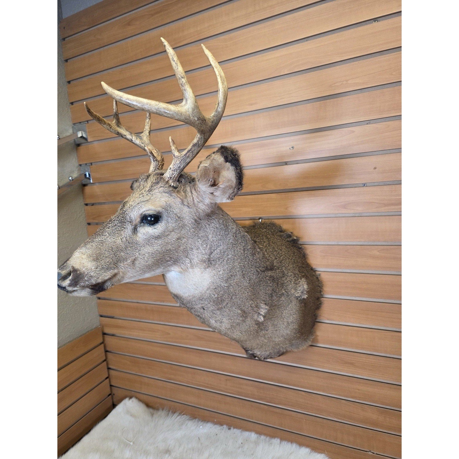 FHMN14- Whitetail Deer Real Antler Deer Taxidermy Mount