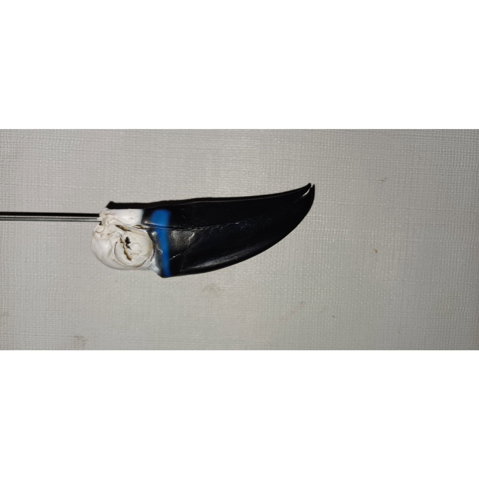 FHtouc89 - Real Channel-billed Toucan Bird Skull Taxidermy