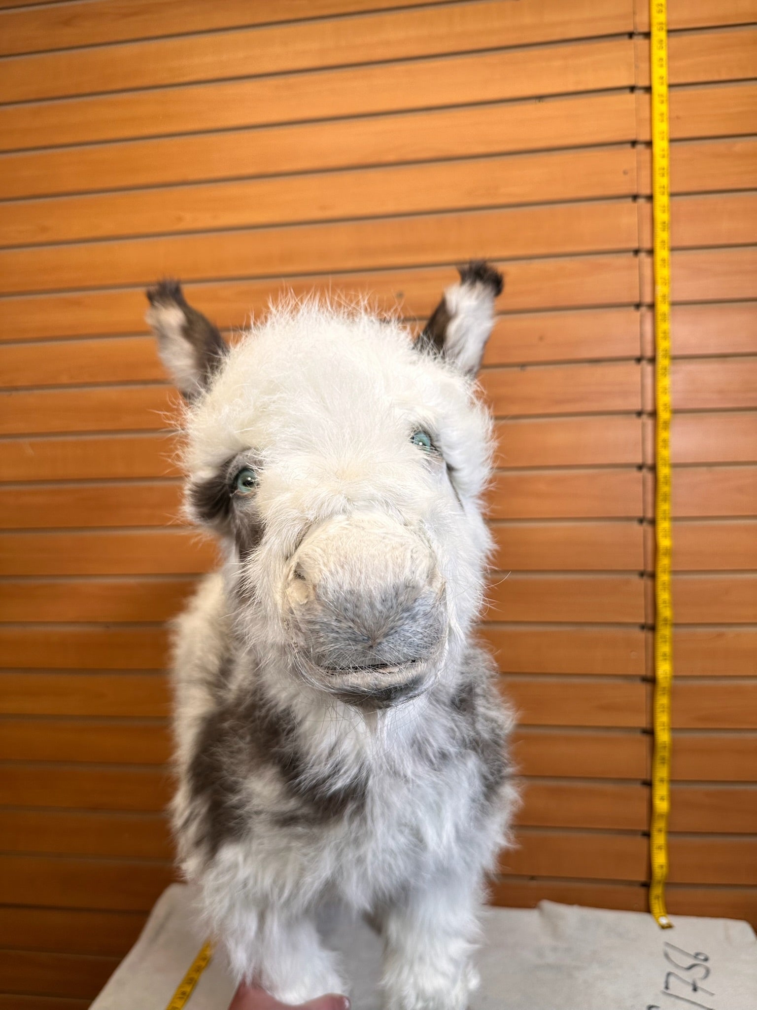 FH199-Rare Real Baby Donkey Taxidermy Mount - Not Posable