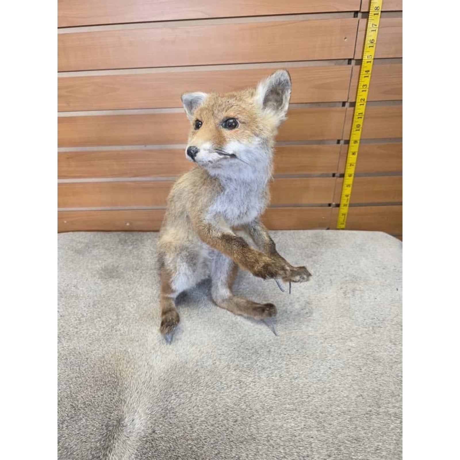 JTV232 - baby fox taxidermy mount