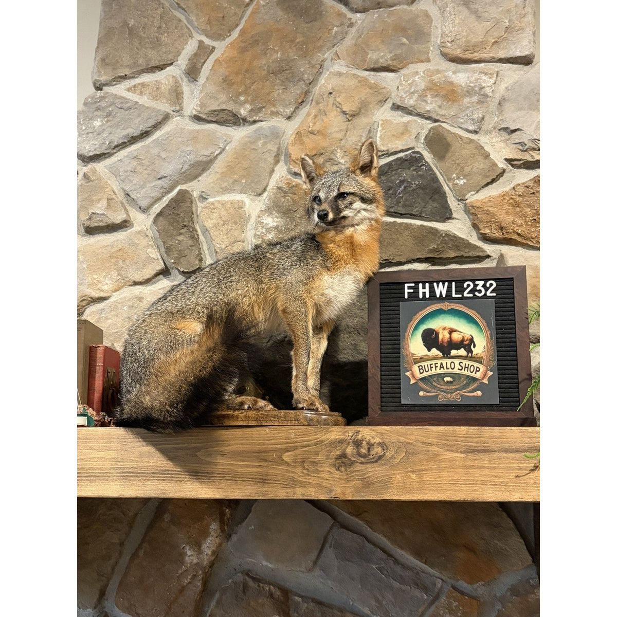 FHWL232- Grey Fox Taxidermy Full Body Mount Cabin Camp Man Cave